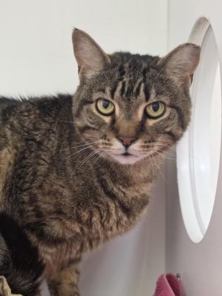 Merlin, Adoptable, Senior Male Domestic Short Hair & Domestic Short Hair.