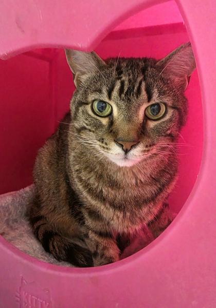 Enlarge Merlin, a Adoptable mixed breed in New Hope, PA image 2/3