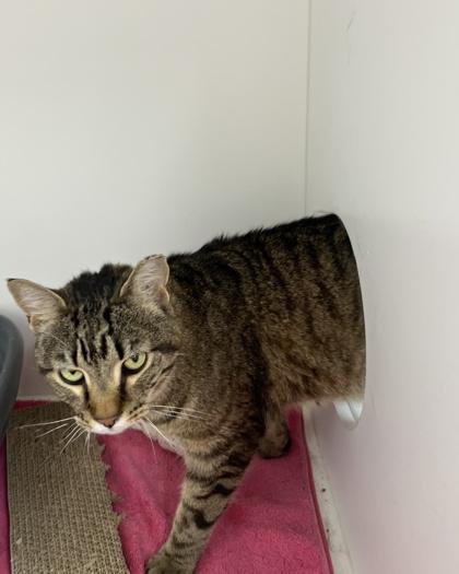 Enlarge Merlin, a Adoptable mixed breed in New Hope, PA image 3/3