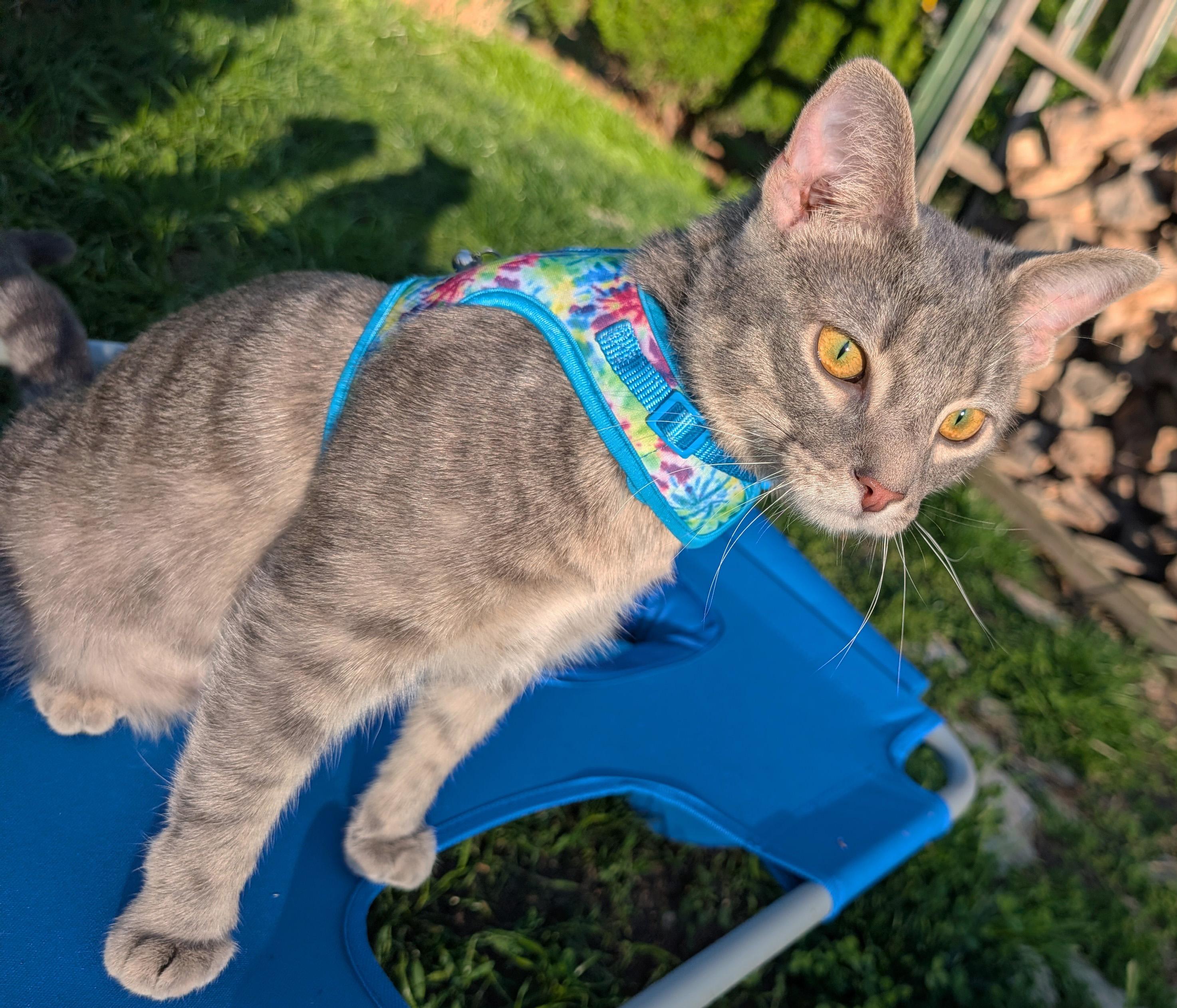 Enlarge Nero, a ADOPTABLE Domestic Short Hair in Manhattan, KS image 4/6