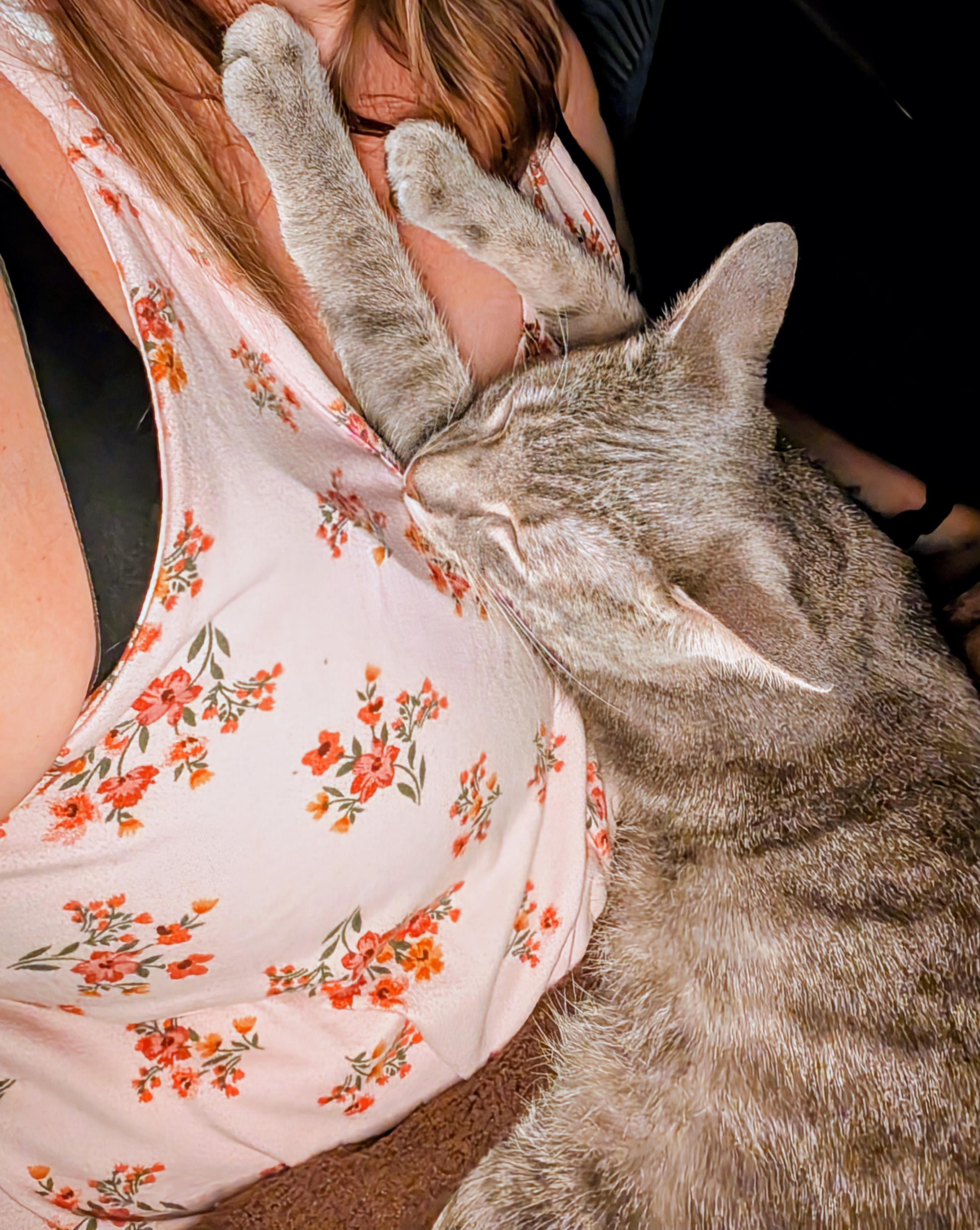 Enlarge Nero, a ADOPTABLE Domestic Short Hair in Manhattan, KS image 5/6