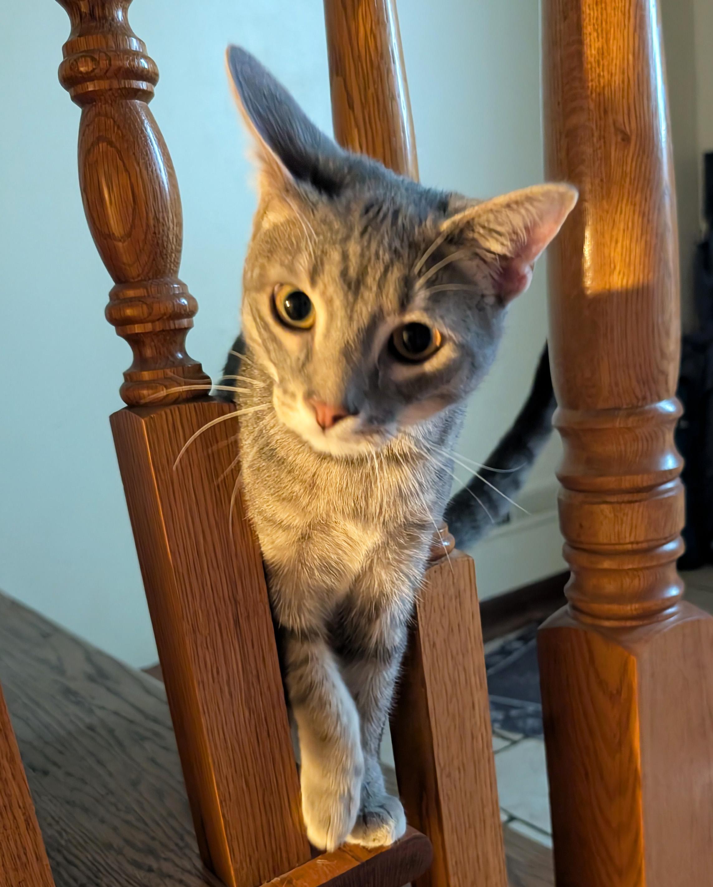 Enlarge Nero, a ADOPTABLE Domestic Short Hair in Manhattan, KS image 3/6