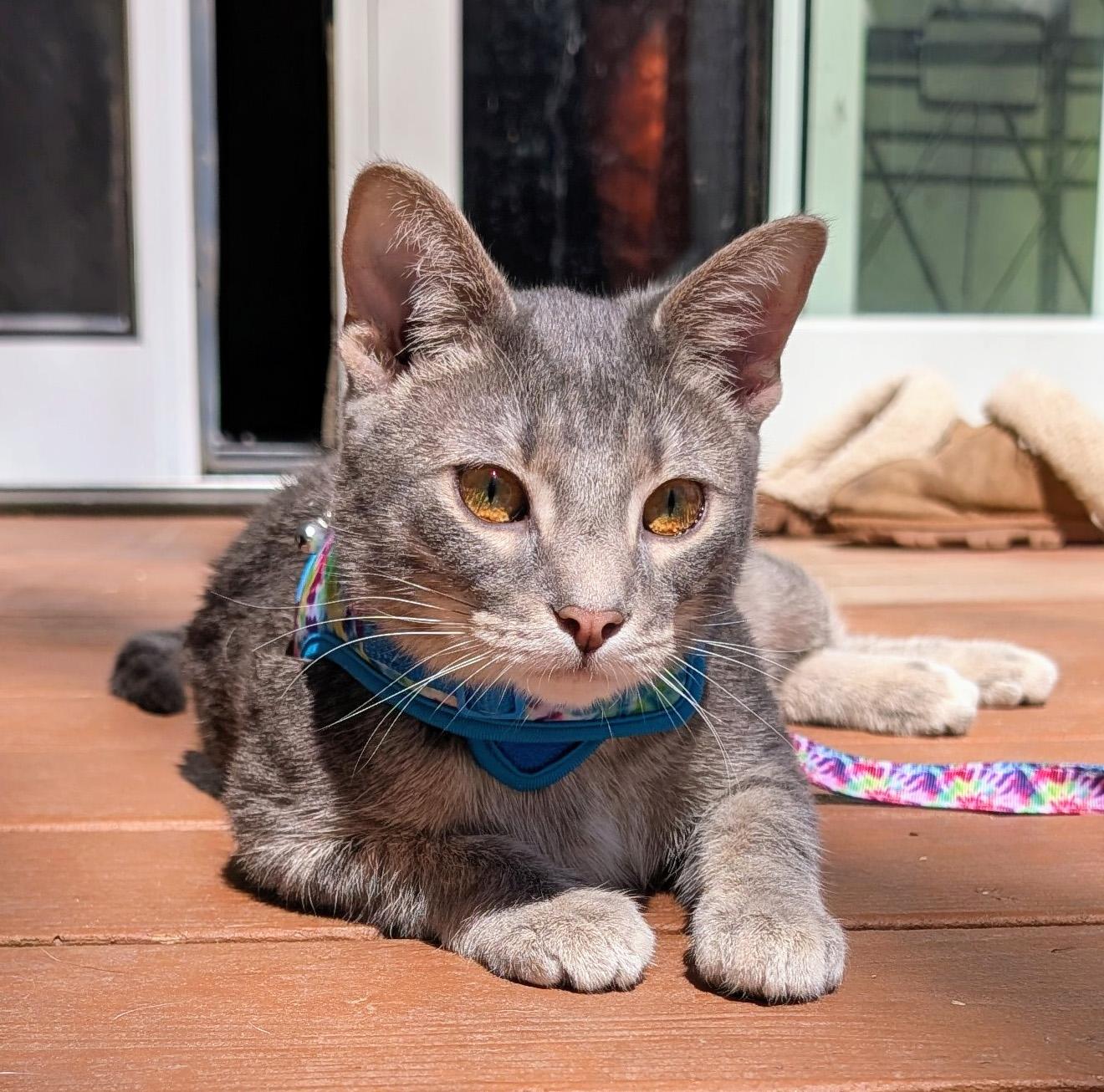 Enlarge Nero, a ADOPTABLE Domestic Short Hair in Manhattan, KS image 6/6