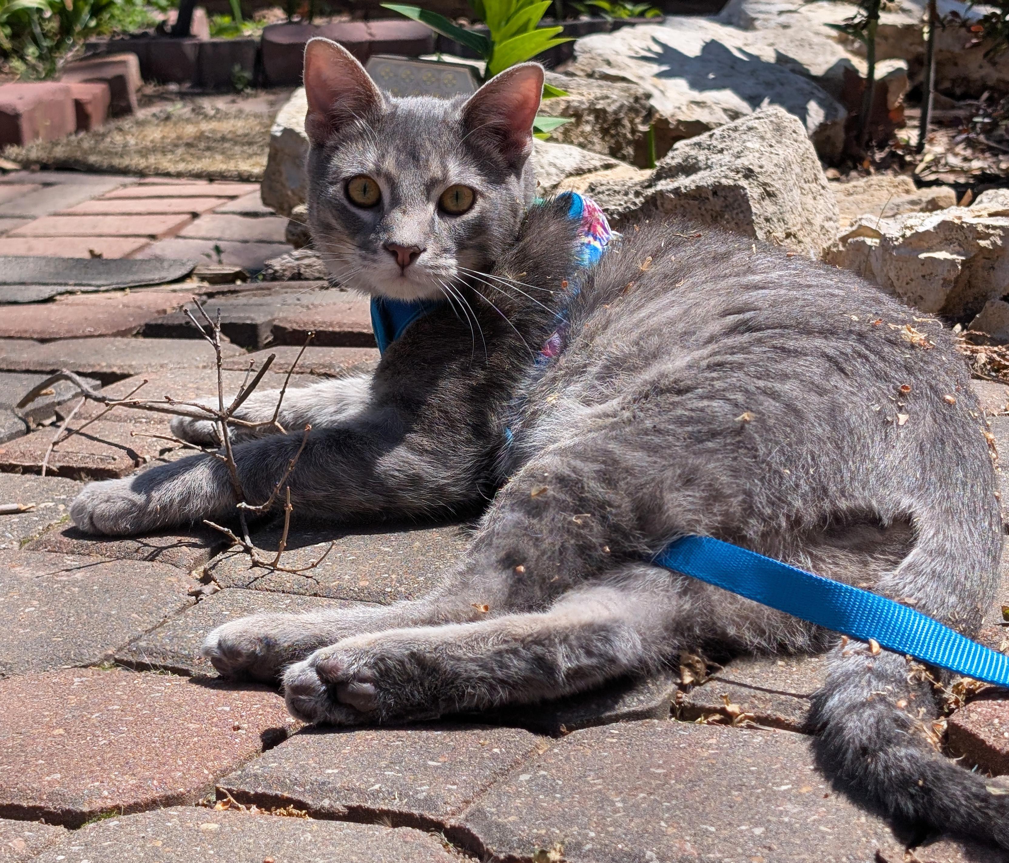Enlarge Nero, a ADOPTABLE Domestic Short Hair in Manhattan, KS image 2/6