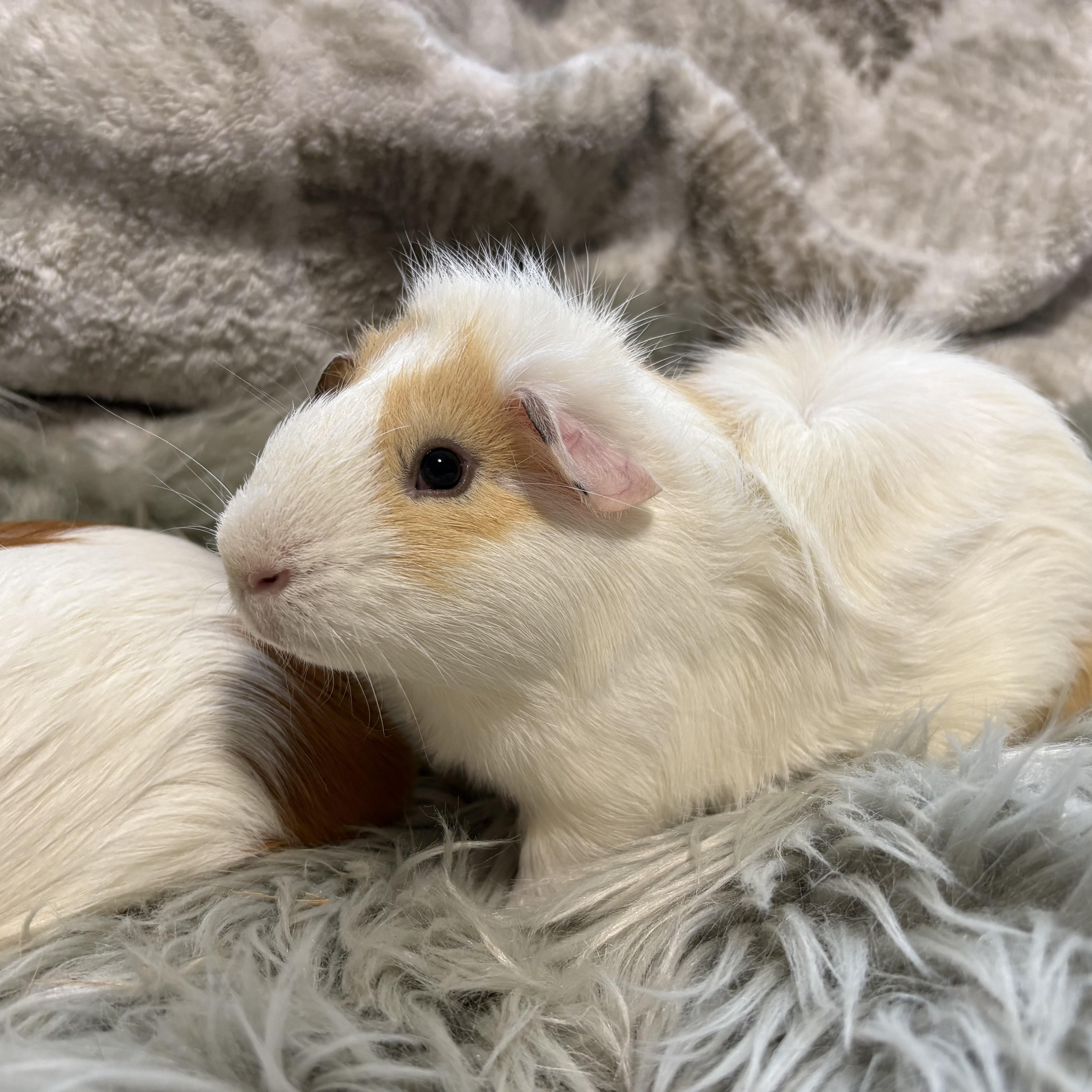 Coriander & Mint, a ADOPTABLE Guinea Pig in Olympia, WA image 5/5