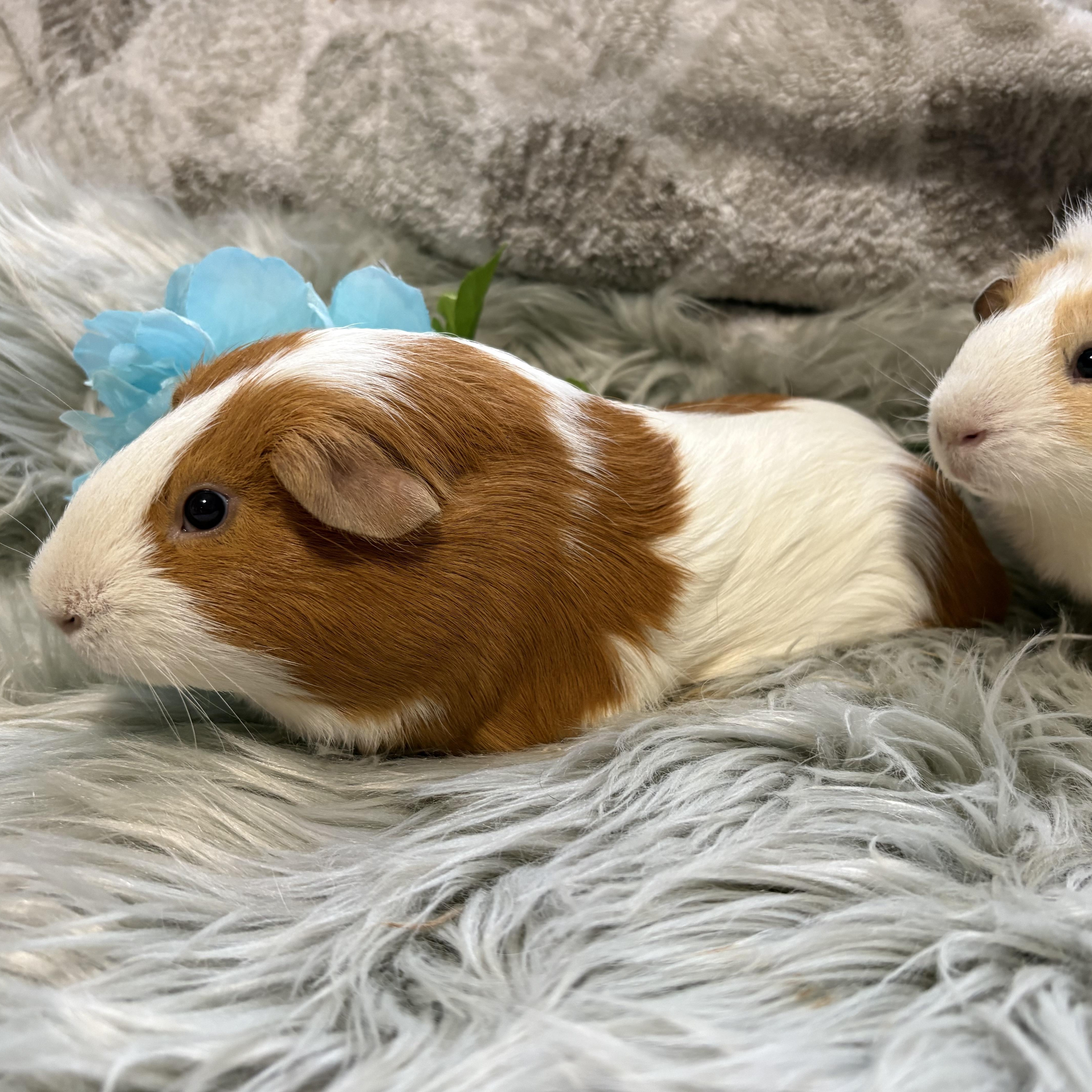 Coriander & Mint, a ADOPTABLE Guinea Pig in Olympia, WA image 2/5