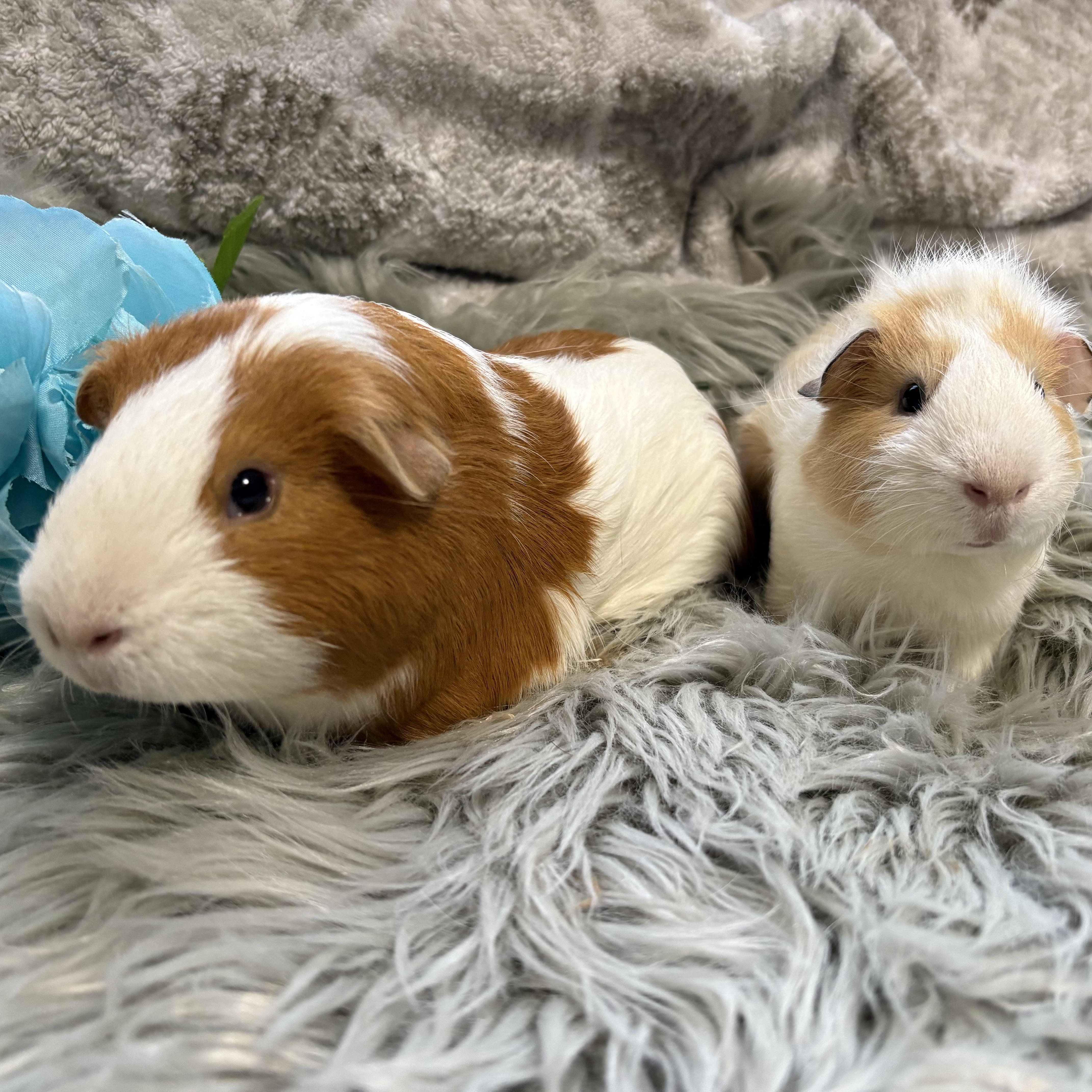 Coriander & Mint, ADOPTABLE, Young Male Guinea Pig.