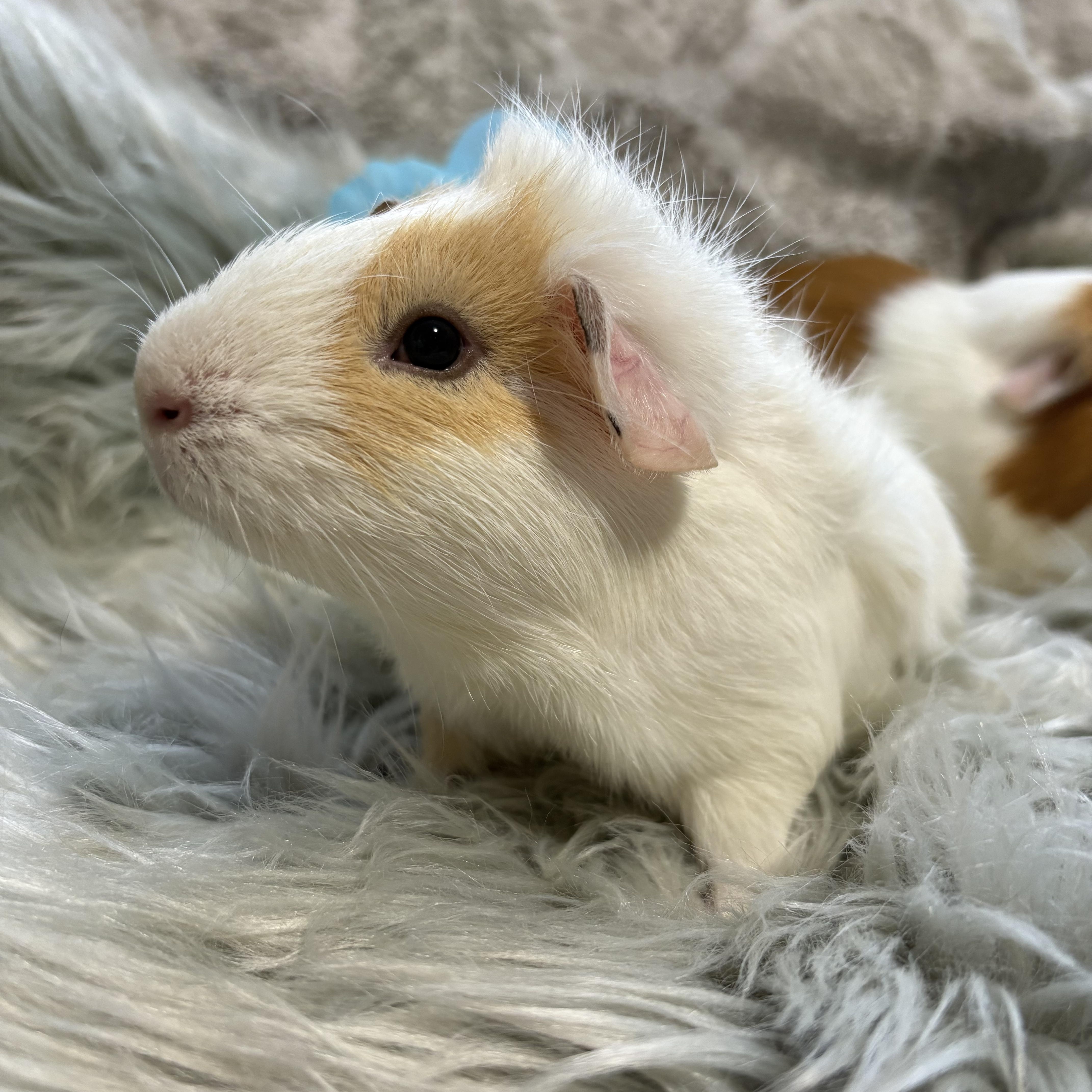 Coriander & Mint, a ADOPTABLE Guinea Pig in Olympia, WA image 3/5