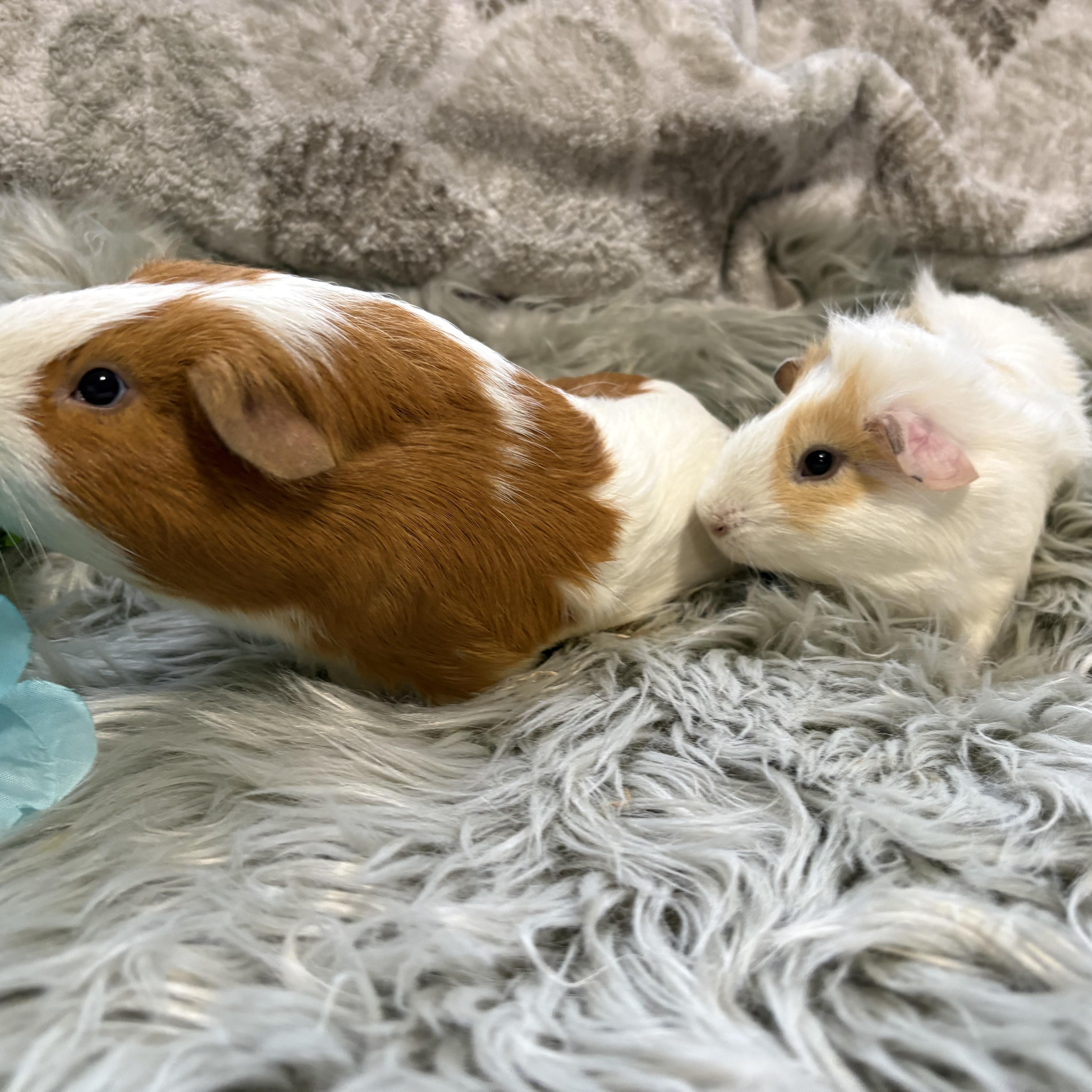 Coriander & Mint, a ADOPTABLE Guinea Pig in Olympia, WA image 4/5