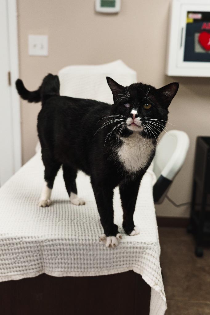 Bruce, Adoptable, Young Male Domestic Short Hair.