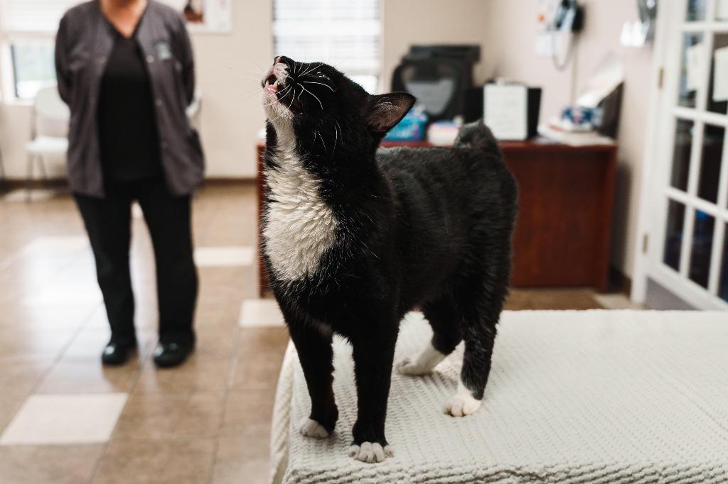 Enlarge Bruce, a Adoptable mixed breed in Mocksville, NC image 2/4