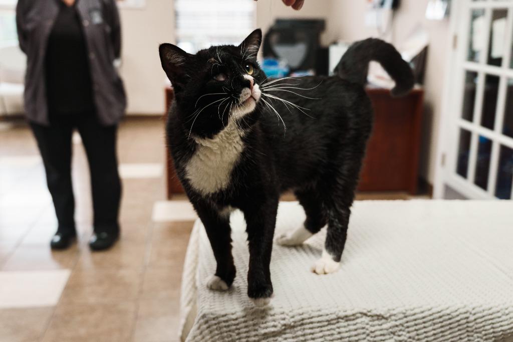 Enlarge Bruce, a Adoptable mixed breed in Mocksville, NC image 3/4