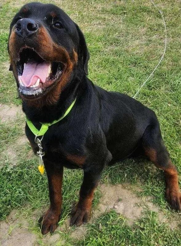 Enlarge Beckham, an adopted Rottweiler in Polk, OH image 2/4