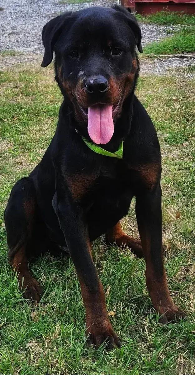 Beckham, adopted, Adult Male Rottweiler.