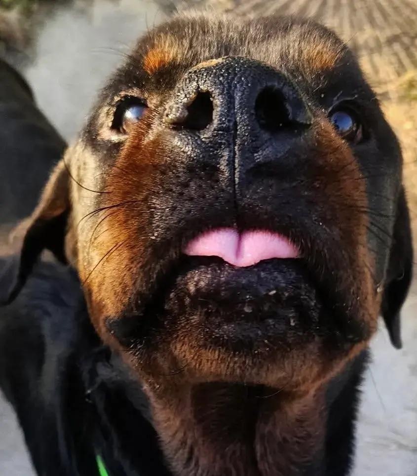 Enlarge Beckham, an adopted Rottweiler in Polk, OH image 4/4