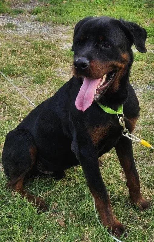 Enlarge Beckham, an adopted Rottweiler in Polk, OH image 3/4