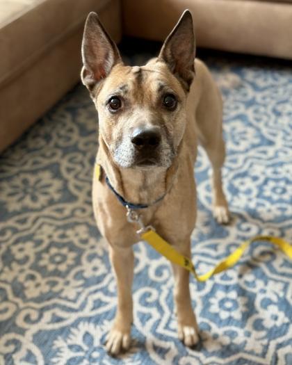 Enlarge Skylar, a Adoptable mixed breed in Malvern, PA image 1/3