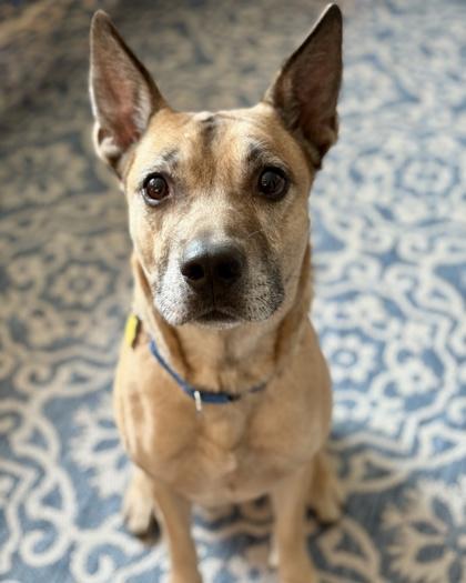 Skylar, Adoptable, Adult Male Shepherd & Mixed Breed.