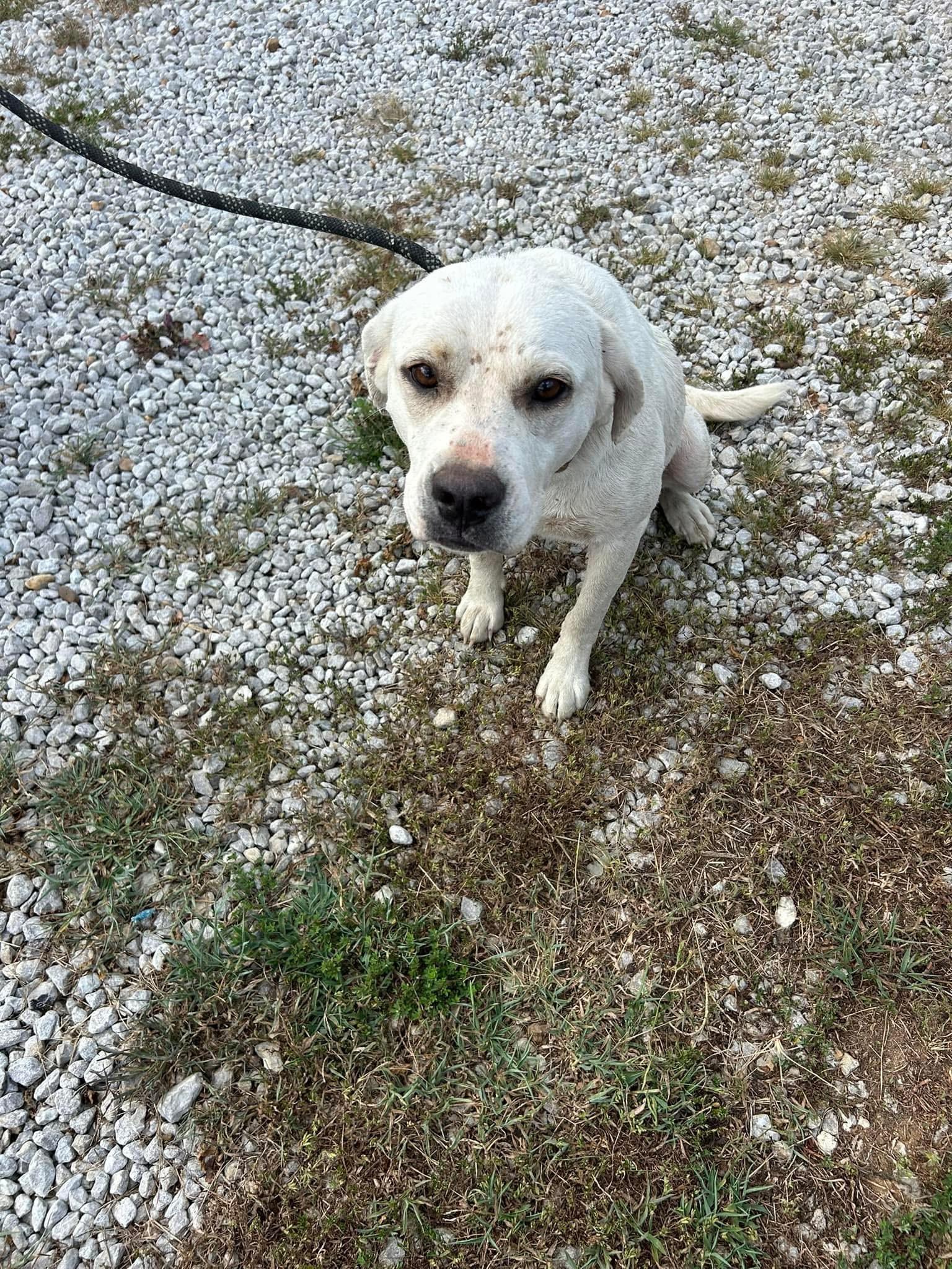 Snow, Adopted, Adult Female Mixed Breed.