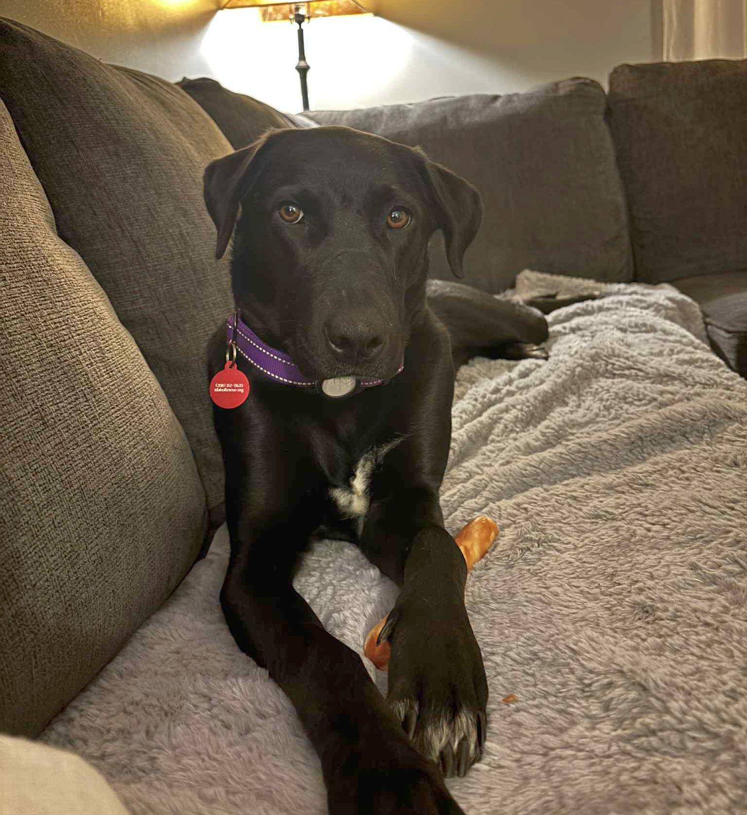 Enlarge Maddy, a Adoptable mixed breed in LEWISTON, ID image 1/6