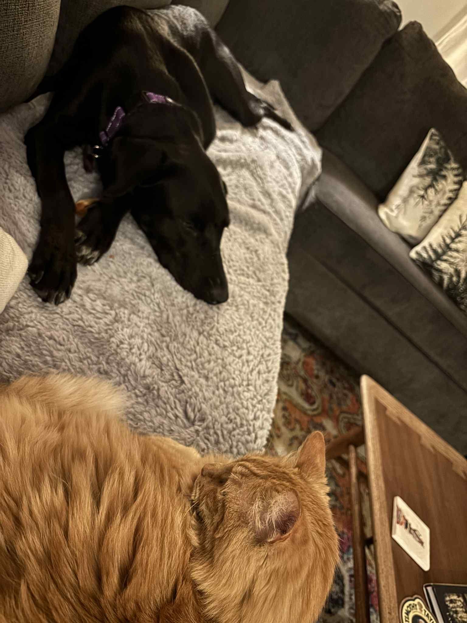 Enlarge Maddy, a Adoptable mixed breed in LEWISTON, ID image 2/6