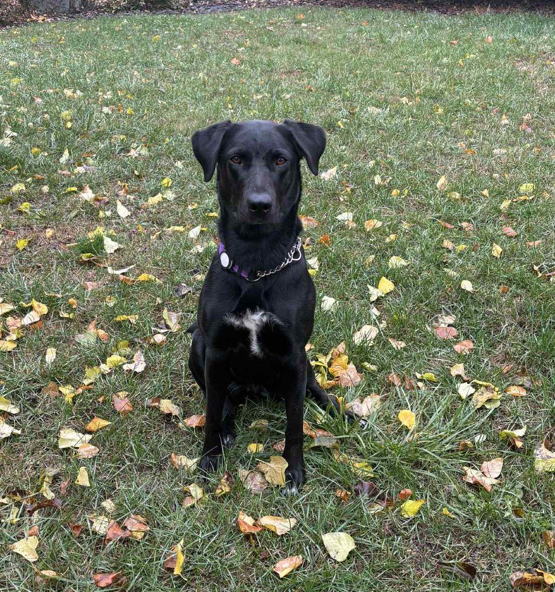 Enlarge Maddy, a Adoptable mixed breed in LEWISTON, ID image 3/6