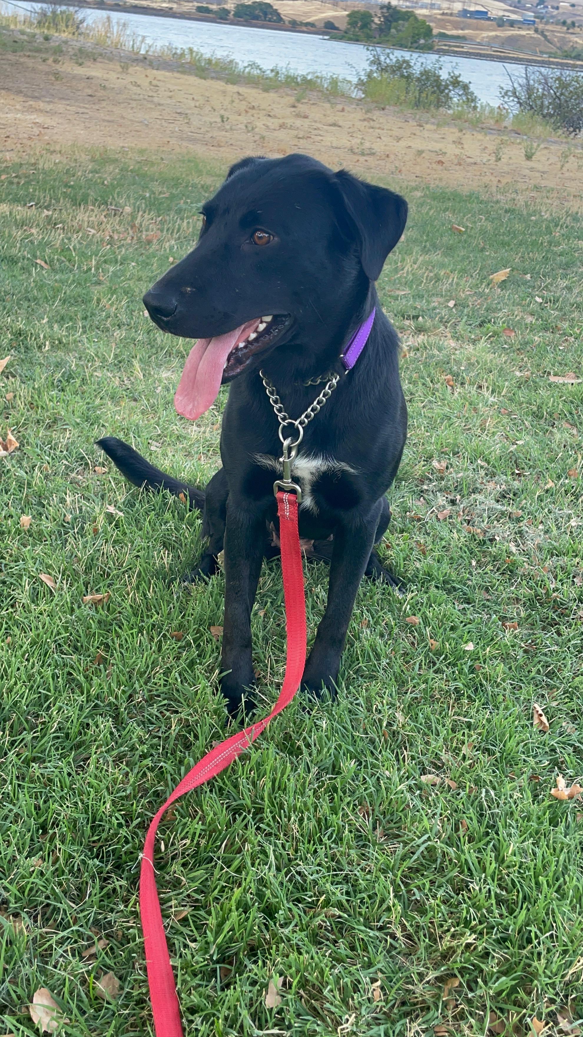 Enlarge Maddy, a Adoptable mixed breed in LEWISTON, ID image 4/6