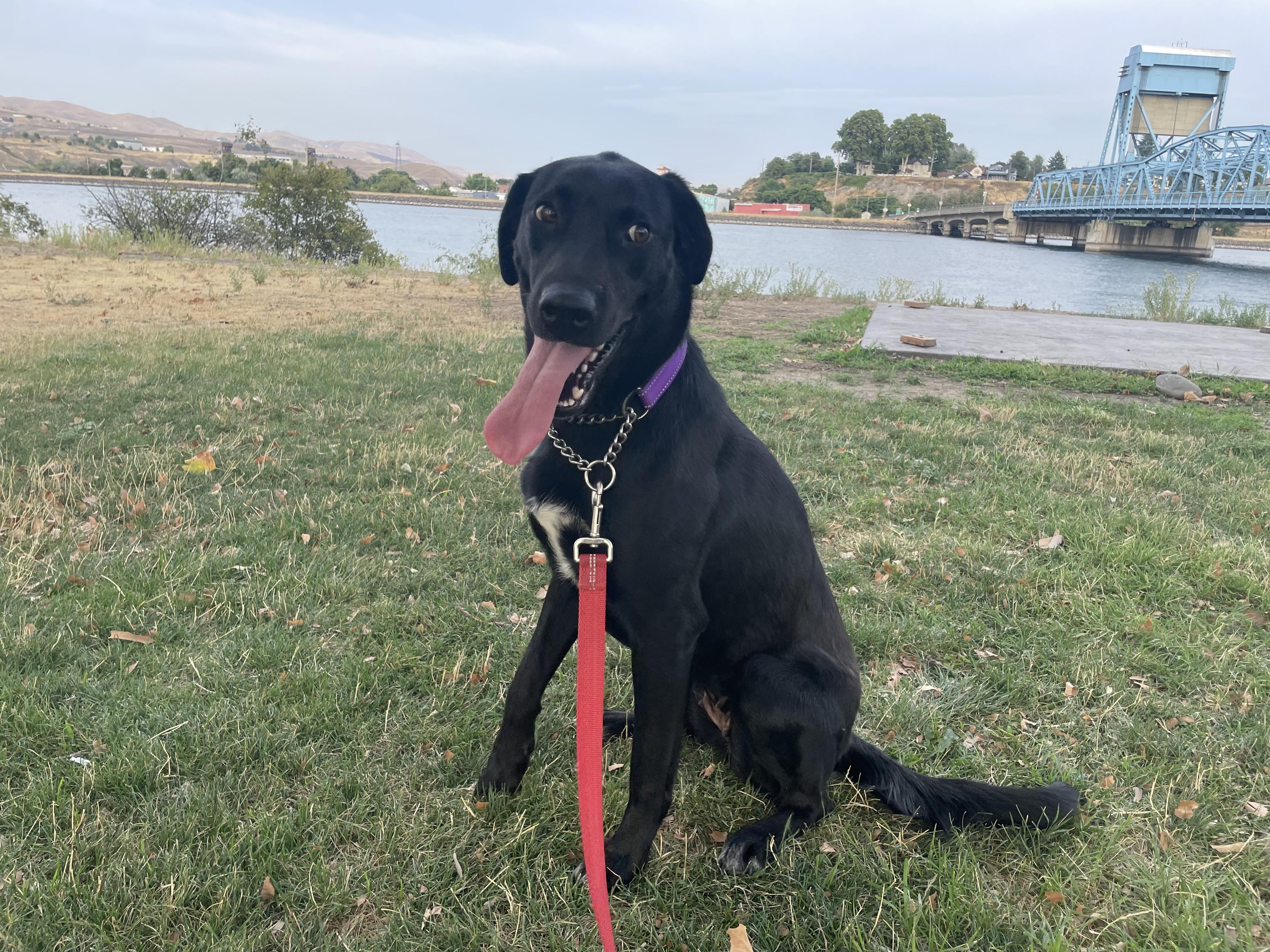 Enlarge Maddy, a Adoptable mixed breed in LEWISTON, ID image 6/6