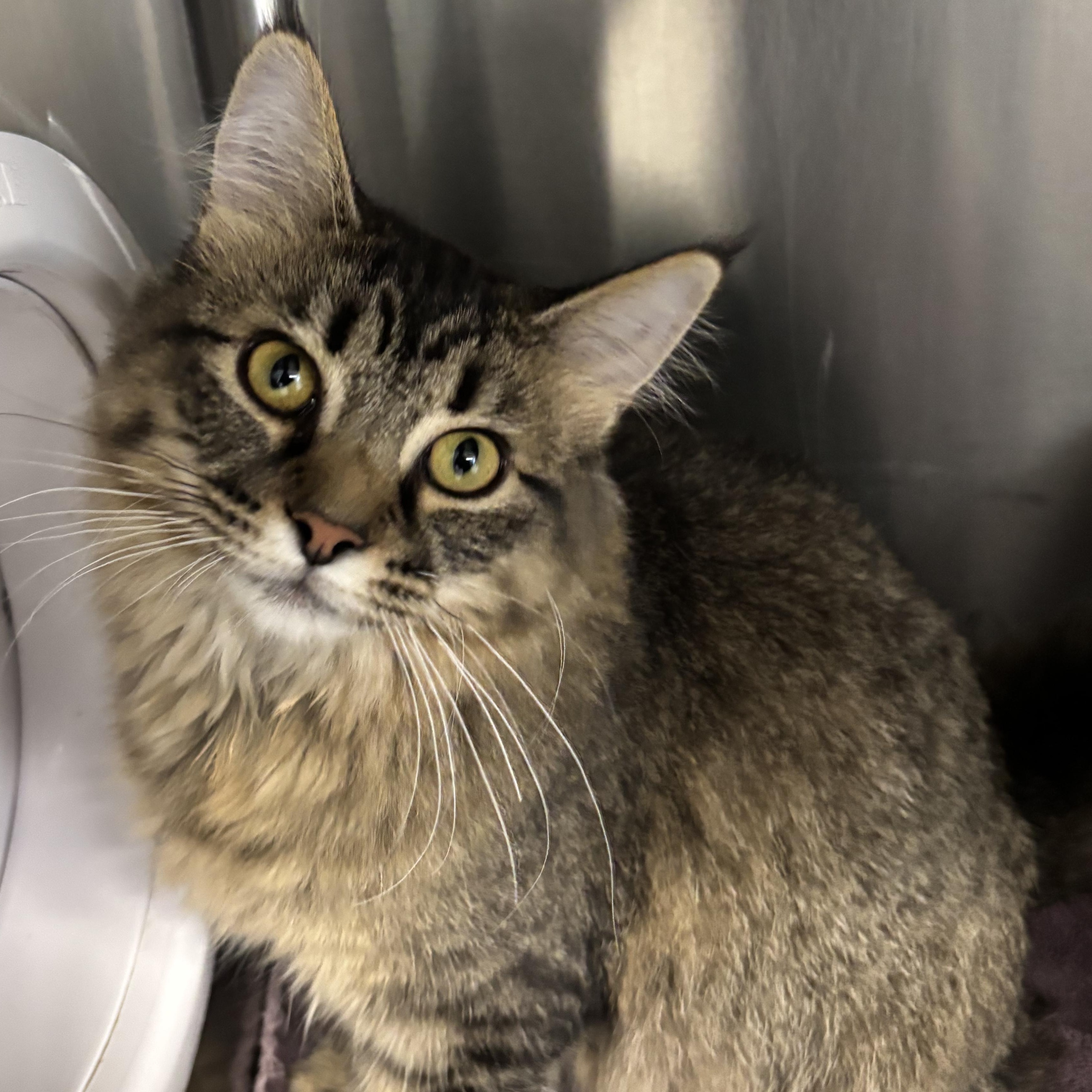 Enlarge Veruca, a Adopted mixed breed in Mount Pleasant, MI image 2/2