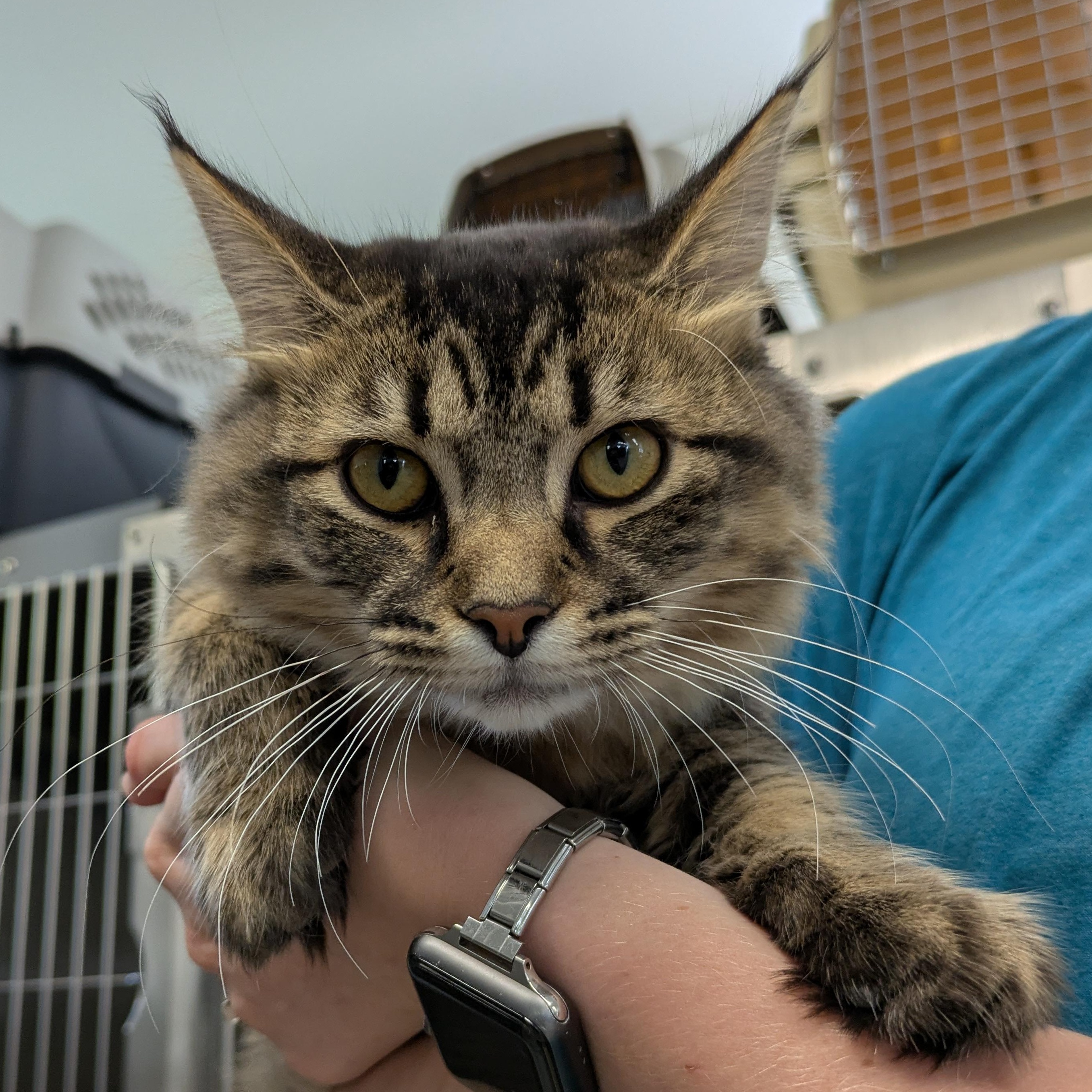 Veruca, Adopted, Young Female Domestic Long Hair.