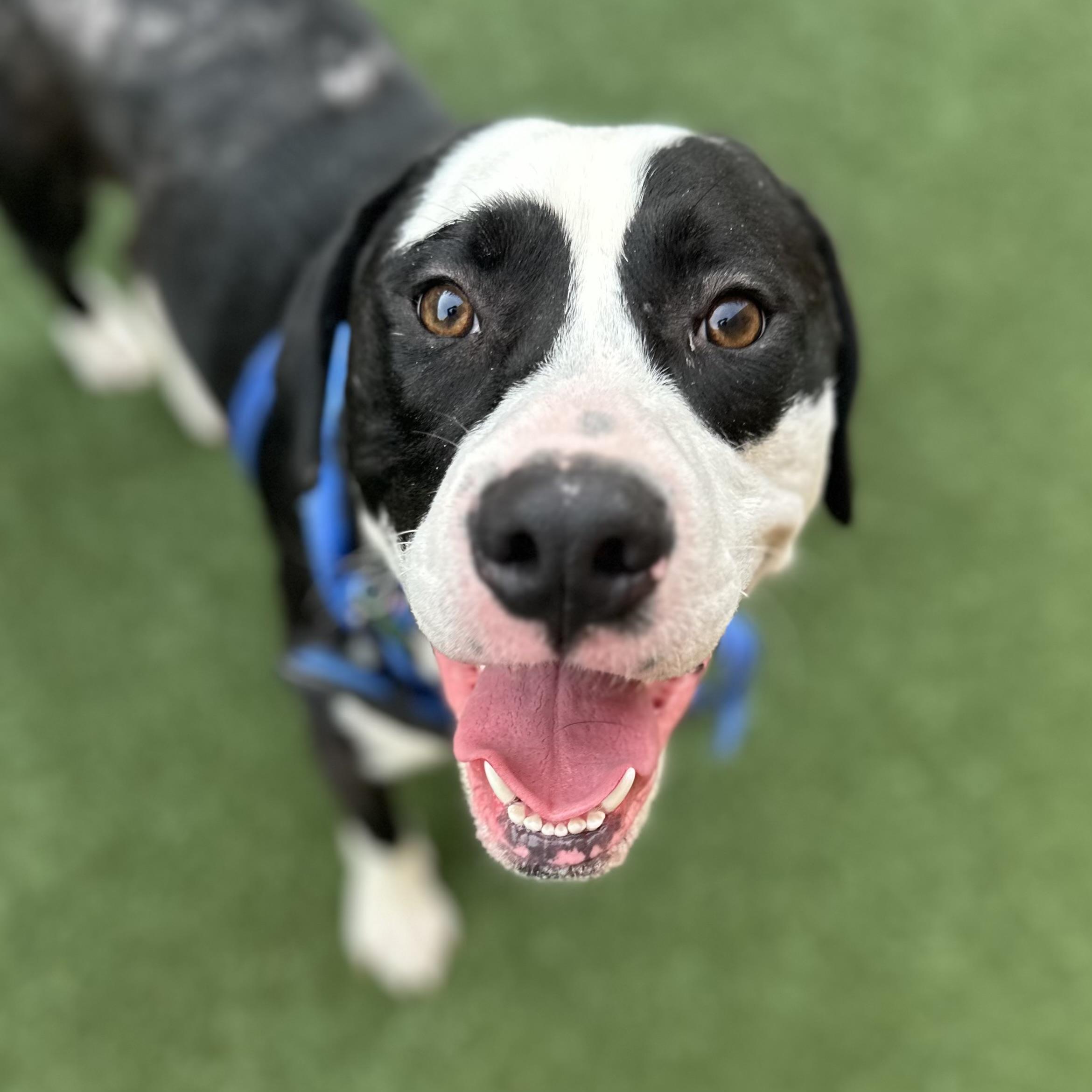 Enlarge Bo, a Adoptable mixed breed in Schaumburg, IL image 2/4