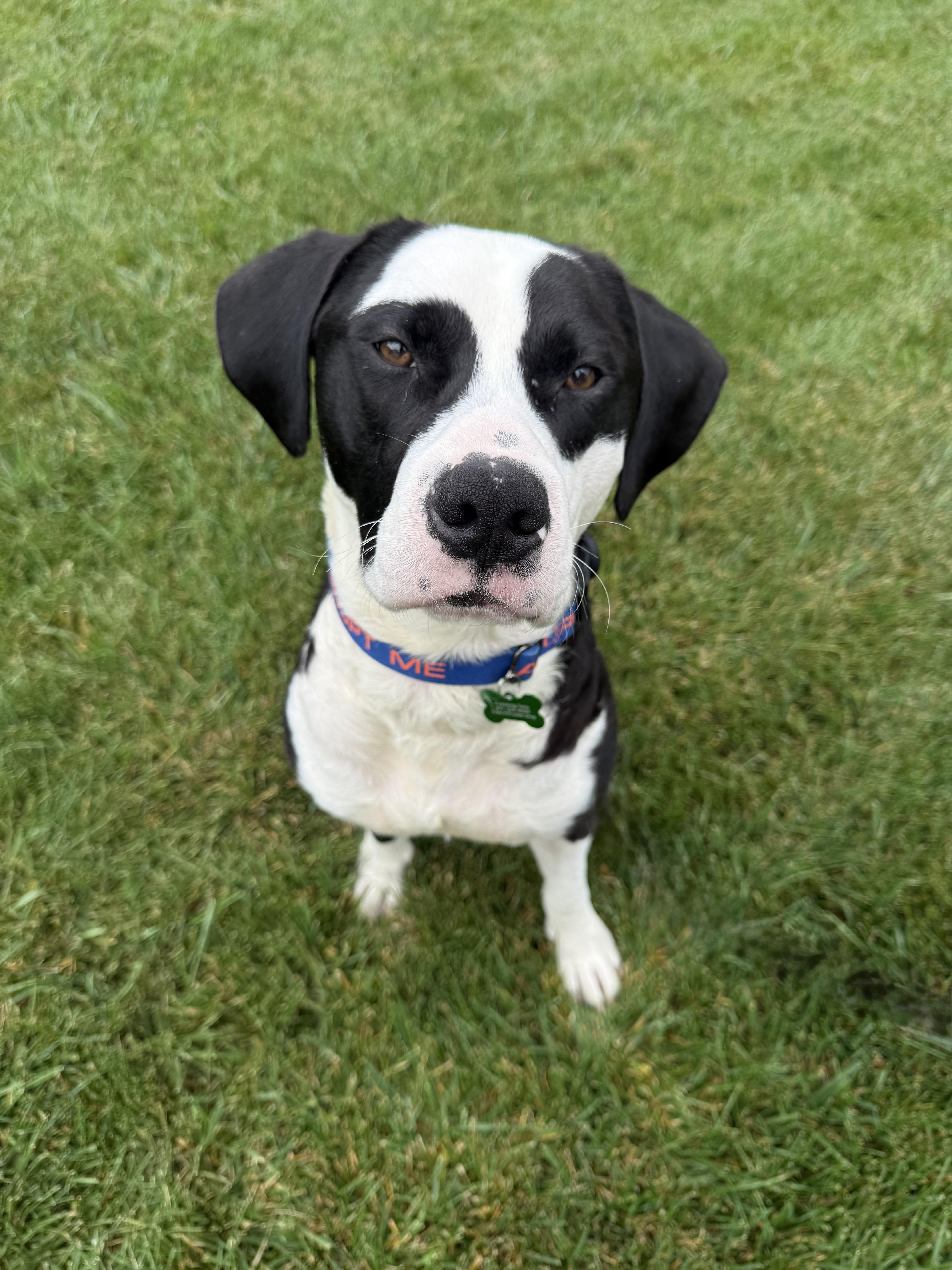 Enlarge Bo, a Adoptable mixed breed in Schaumburg, IL image 3/4