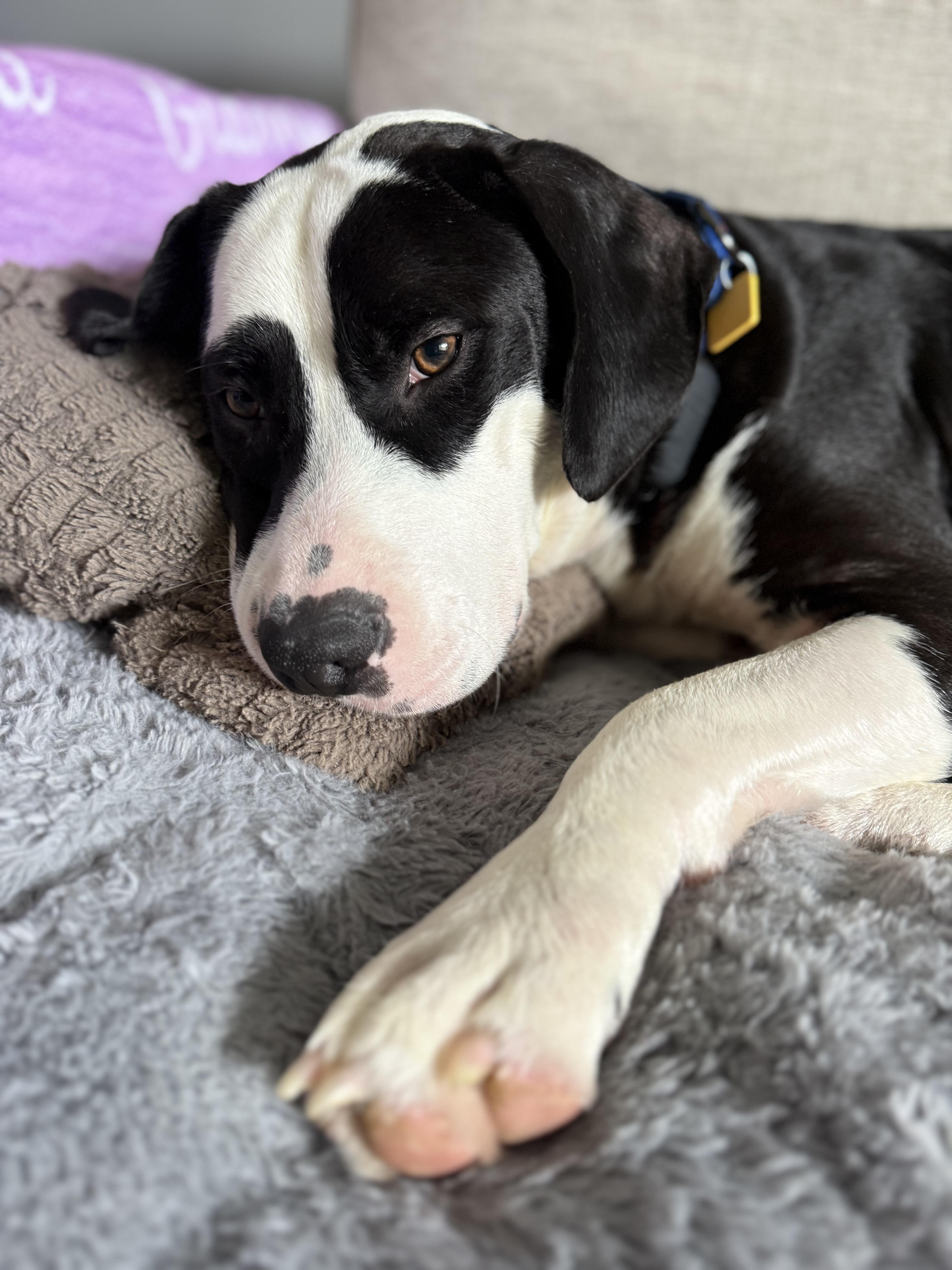 Bo, Adoptable, Young Male American Staffordshire Terrier.