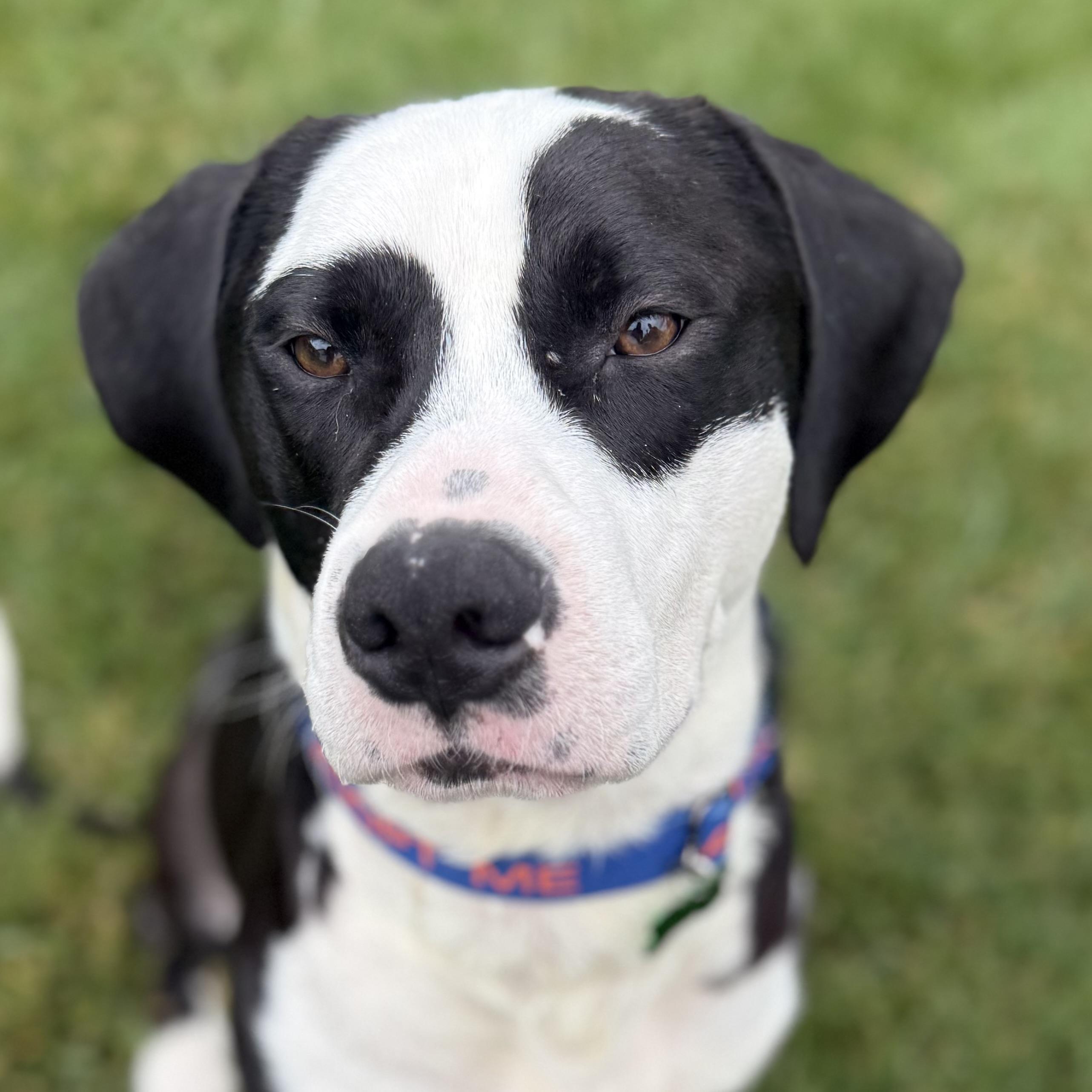 Enlarge Bo, a Adoptable mixed breed in Schaumburg, IL image 4/4