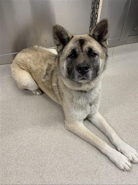 Enlarge ECHO, a Adoptable mixed breed in Fairbanks, AK image 1/1