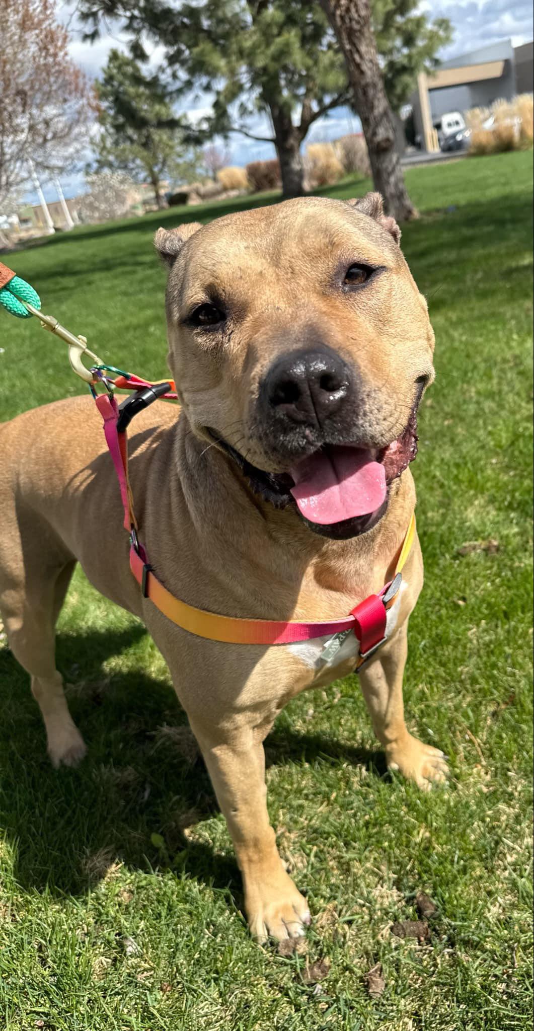 Enlarge Nyiri, a Adopted Pit Bull Terrier in West Richland, WA image 2/6