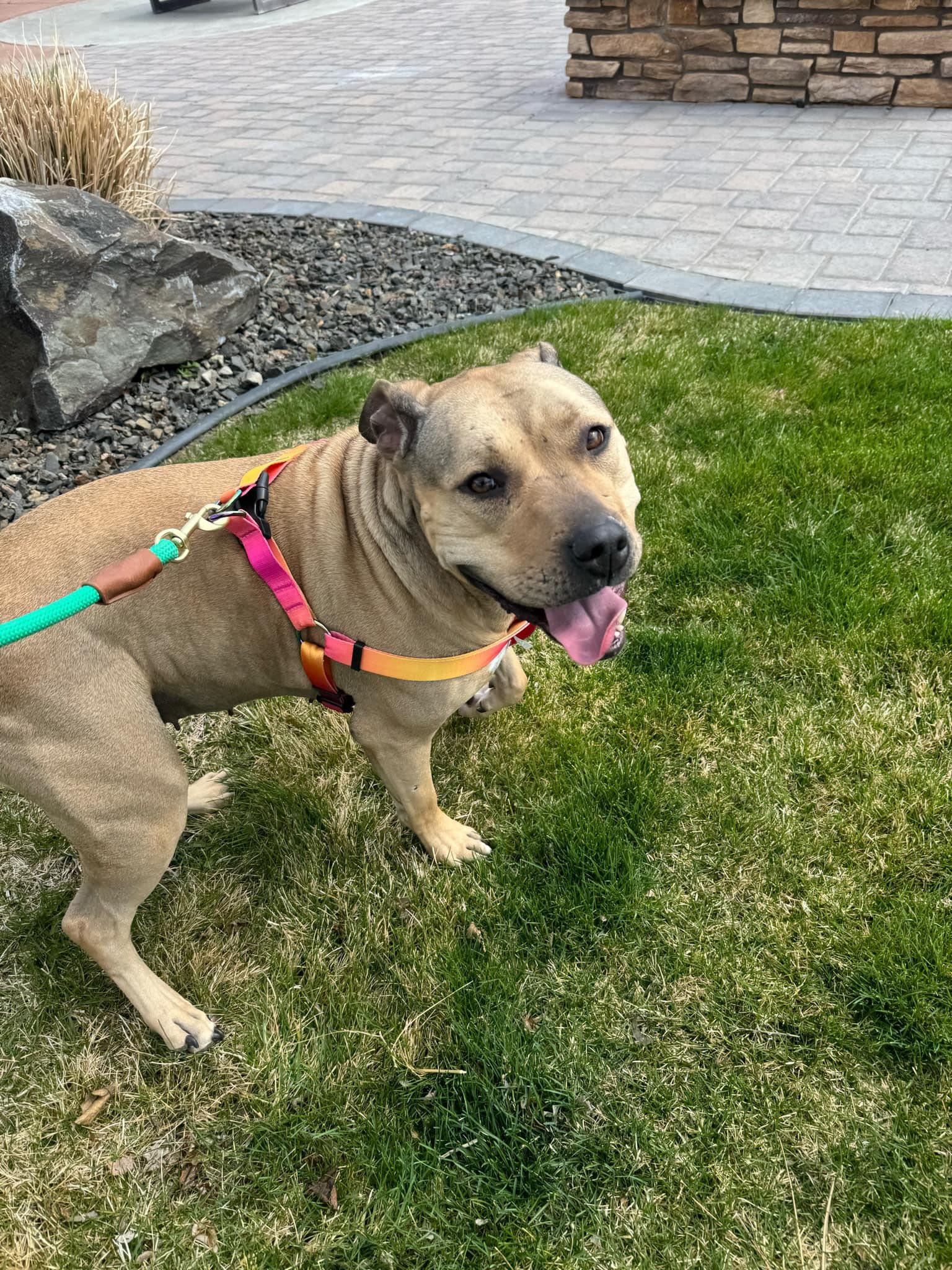 Enlarge Nyiri, a Adopted Pit Bull Terrier in West Richland, WA image 6/6