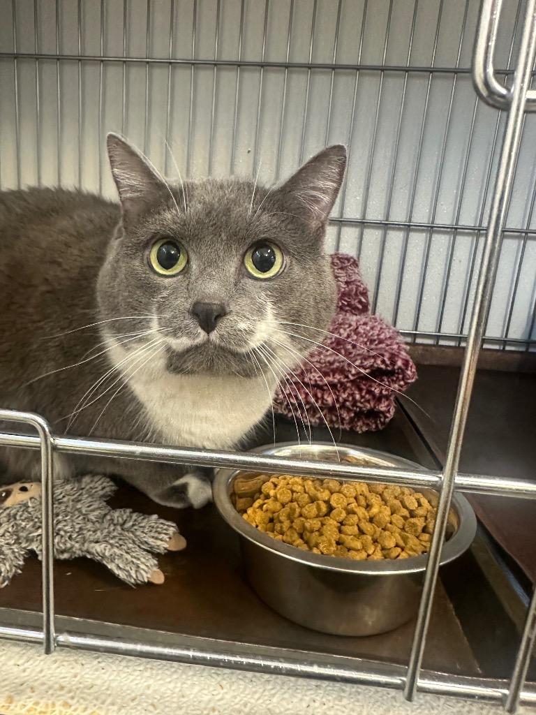 Enlarge Rainy, a Adoptable mixed breed in Rock Springs, WY image 1/1