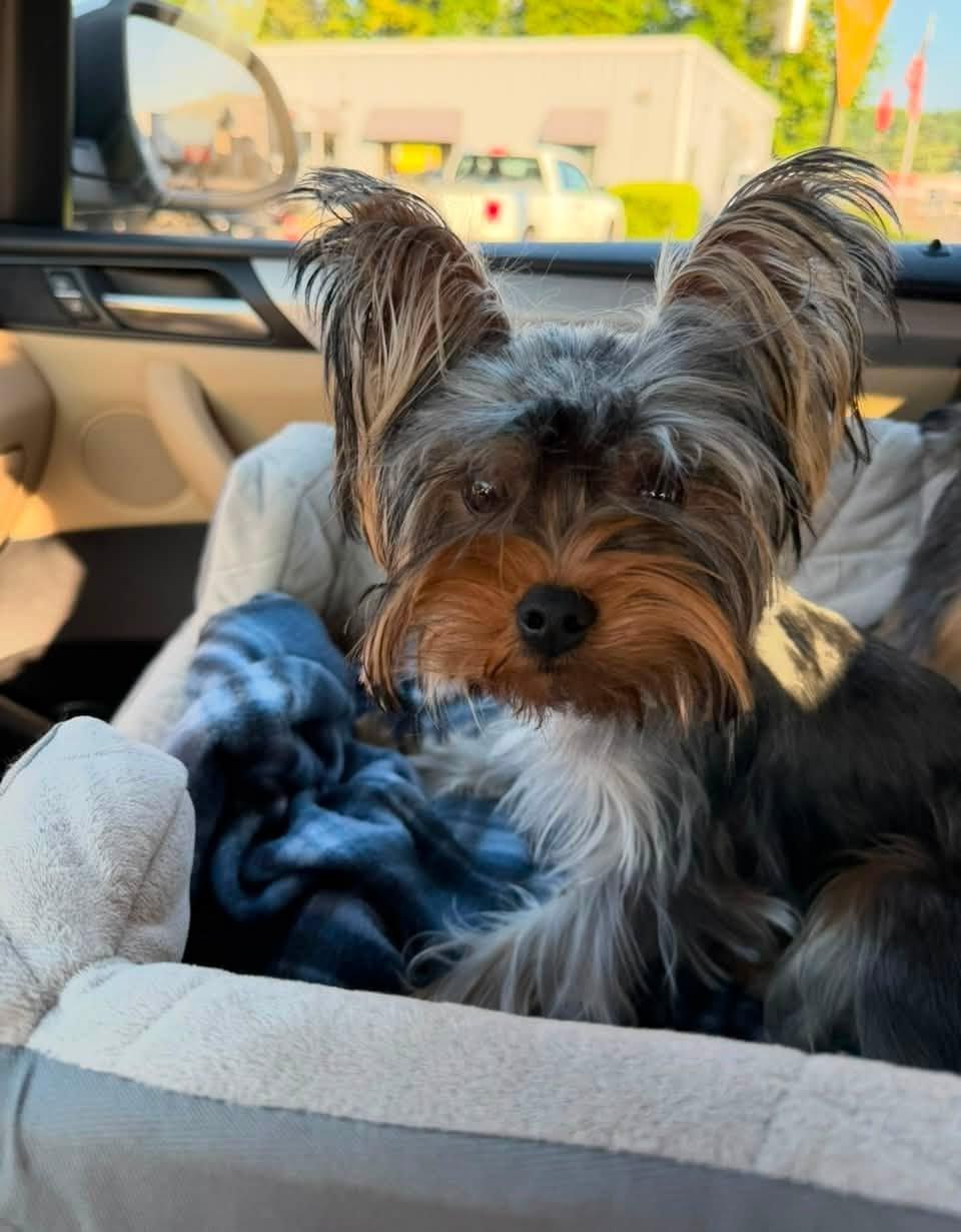 Dallas & Jack, a ADOPTABLE Yorkshire Terrier in Antioch, TN image 3/3