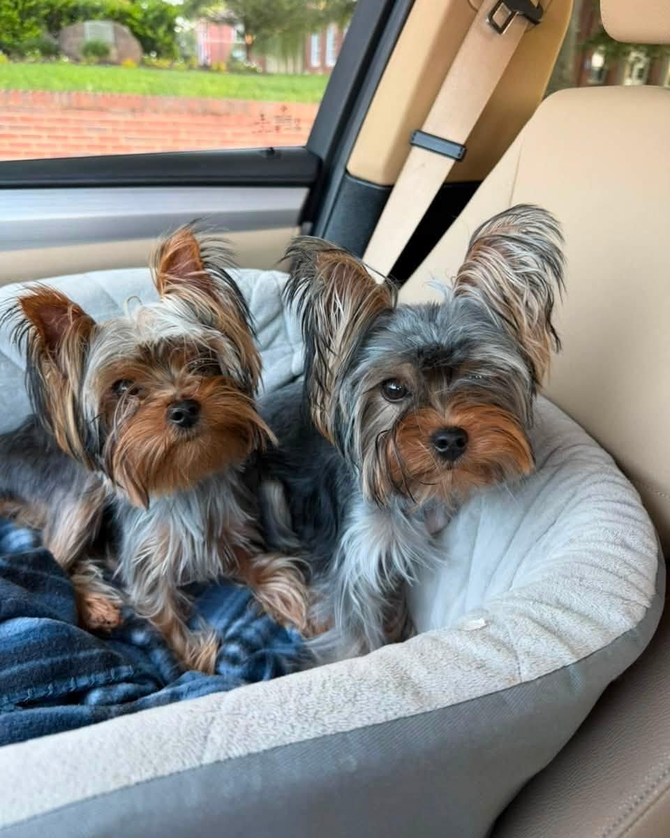 Dallas & Jack, ADOPTABLE, Young Male Yorkshire Terrier.