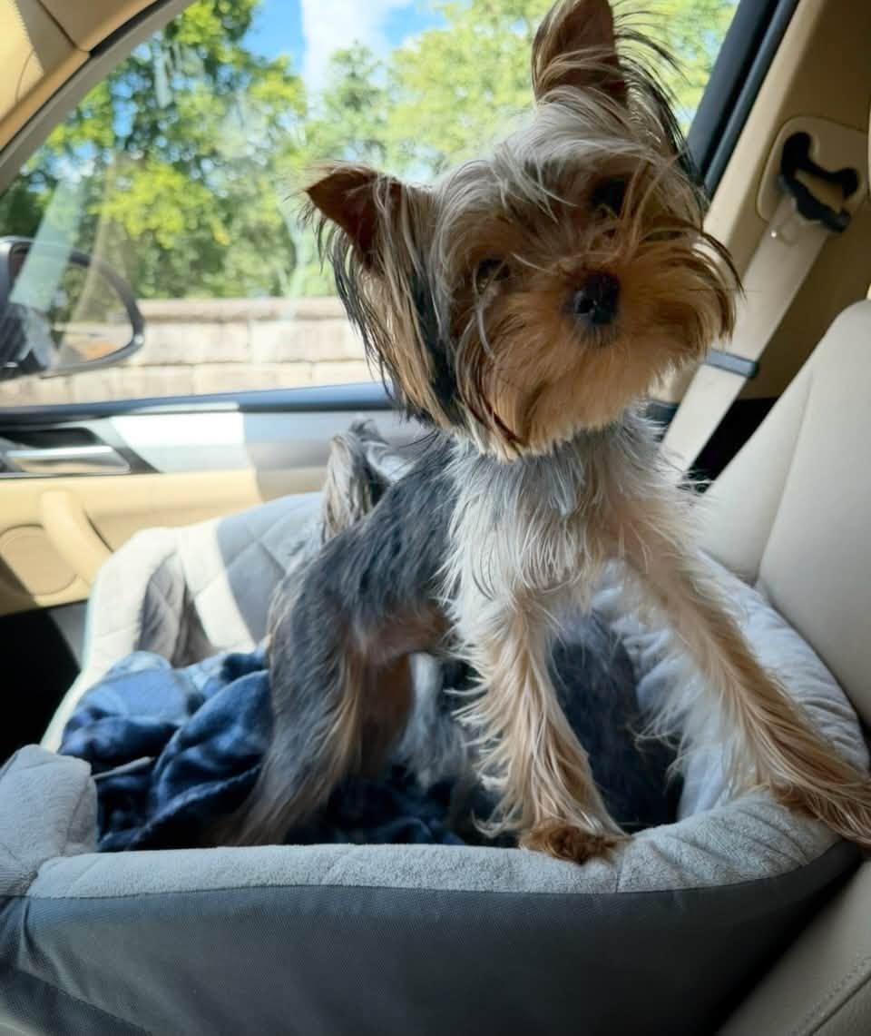 Dallas & Jack, a ADOPTABLE Yorkshire Terrier in Antioch, TN image 2/3