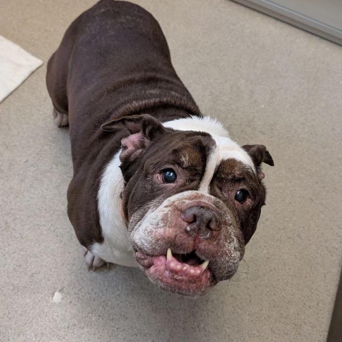 Wrinkles, Adoptable, Senior Female American Bulldog.