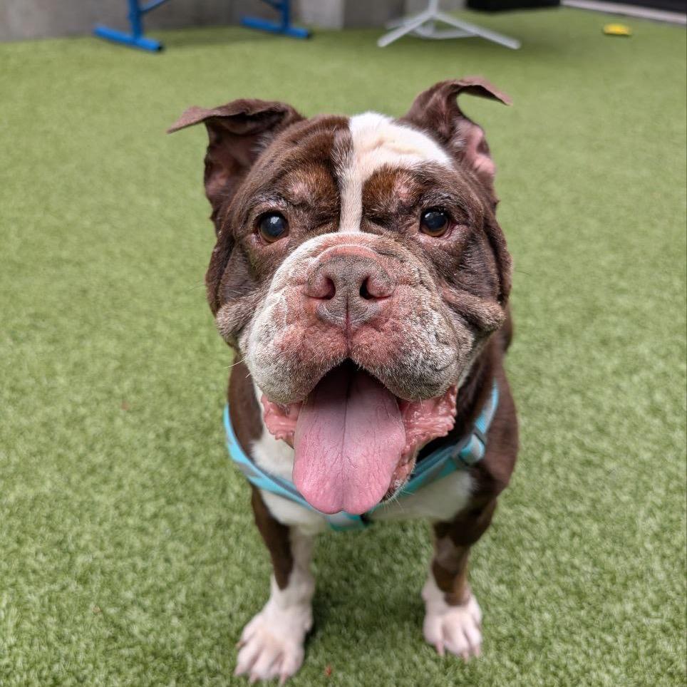 Enlarge Wrinkles, a Adoptable American Bulldog in Wantagh, NY image 5/6