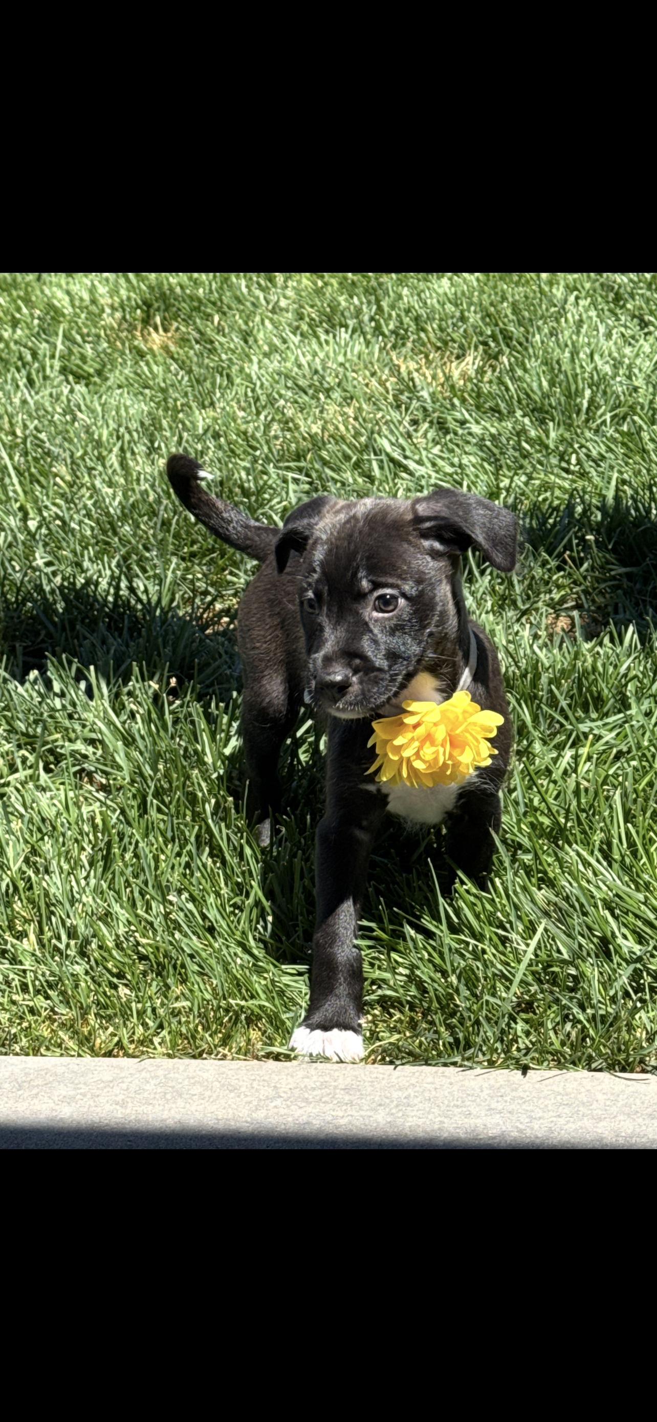 Pandora, Adoptable, Puppy Female Terrier & Mixed Breed.