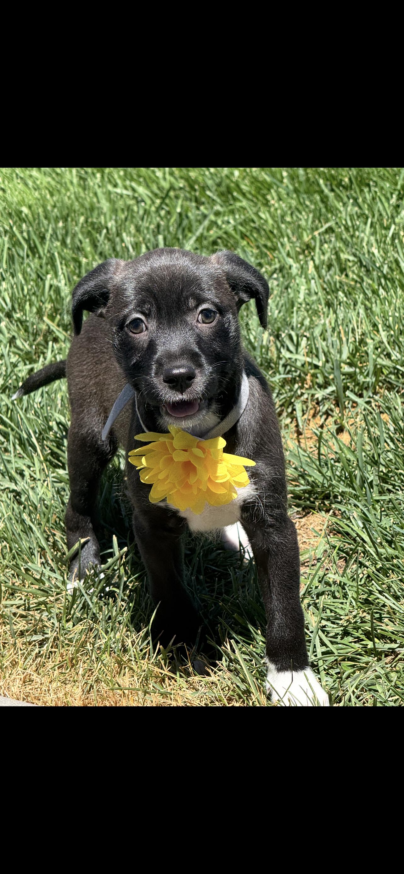 Pandora, a Adoptable mixed breed in Windsor, CO image 2/6
