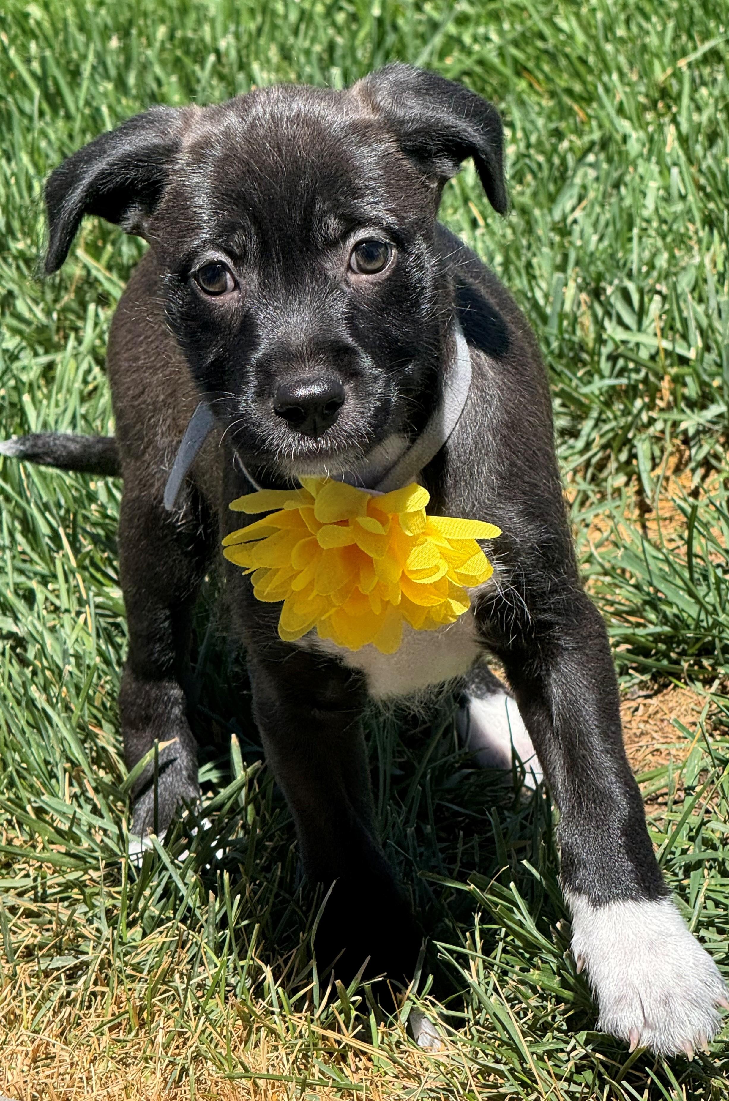Pandora, a Adoptable mixed breed in Windsor, CO image 3/6