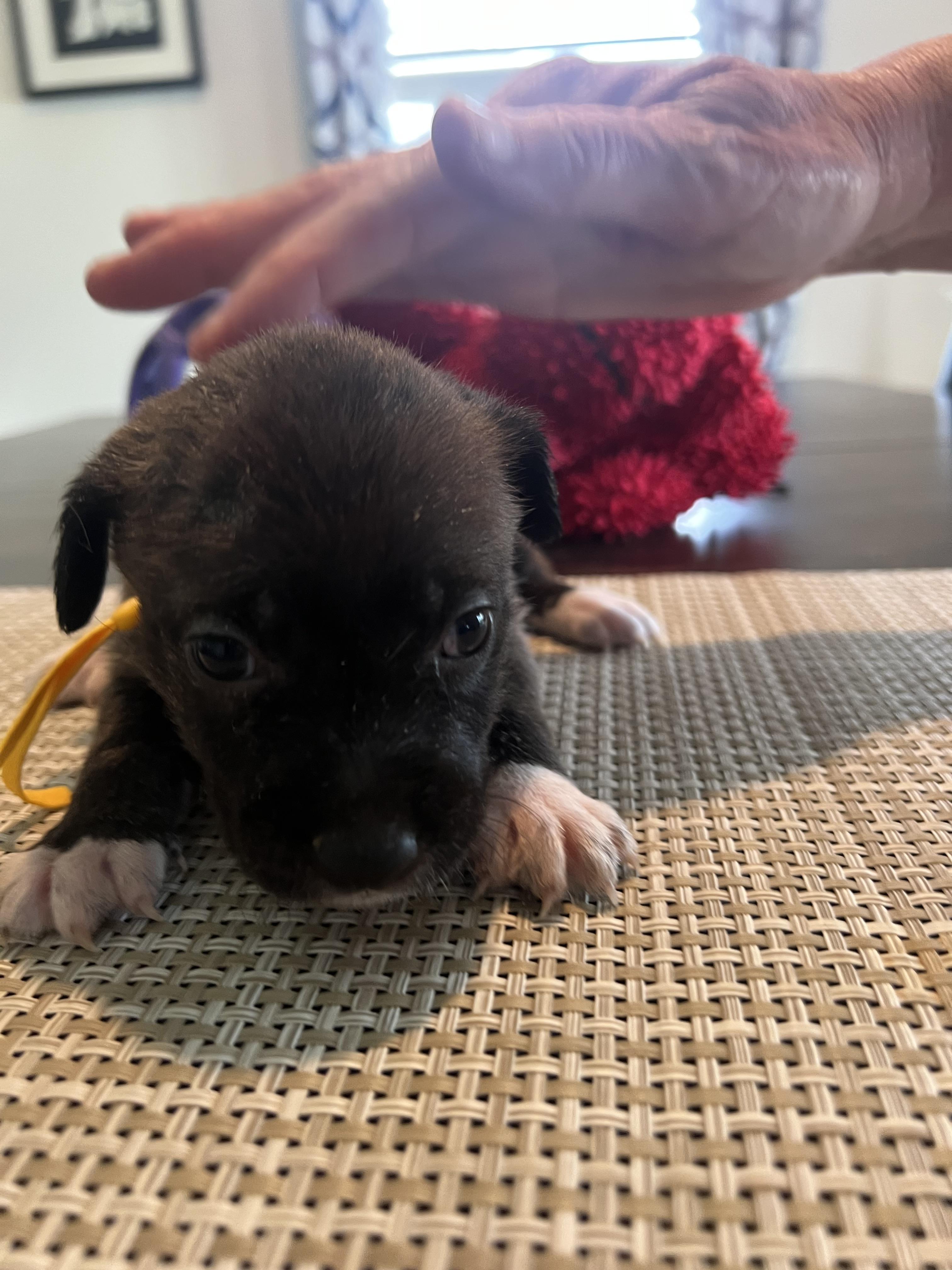 Pandora, a Adoptable mixed breed in Windsor, CO image 4/6