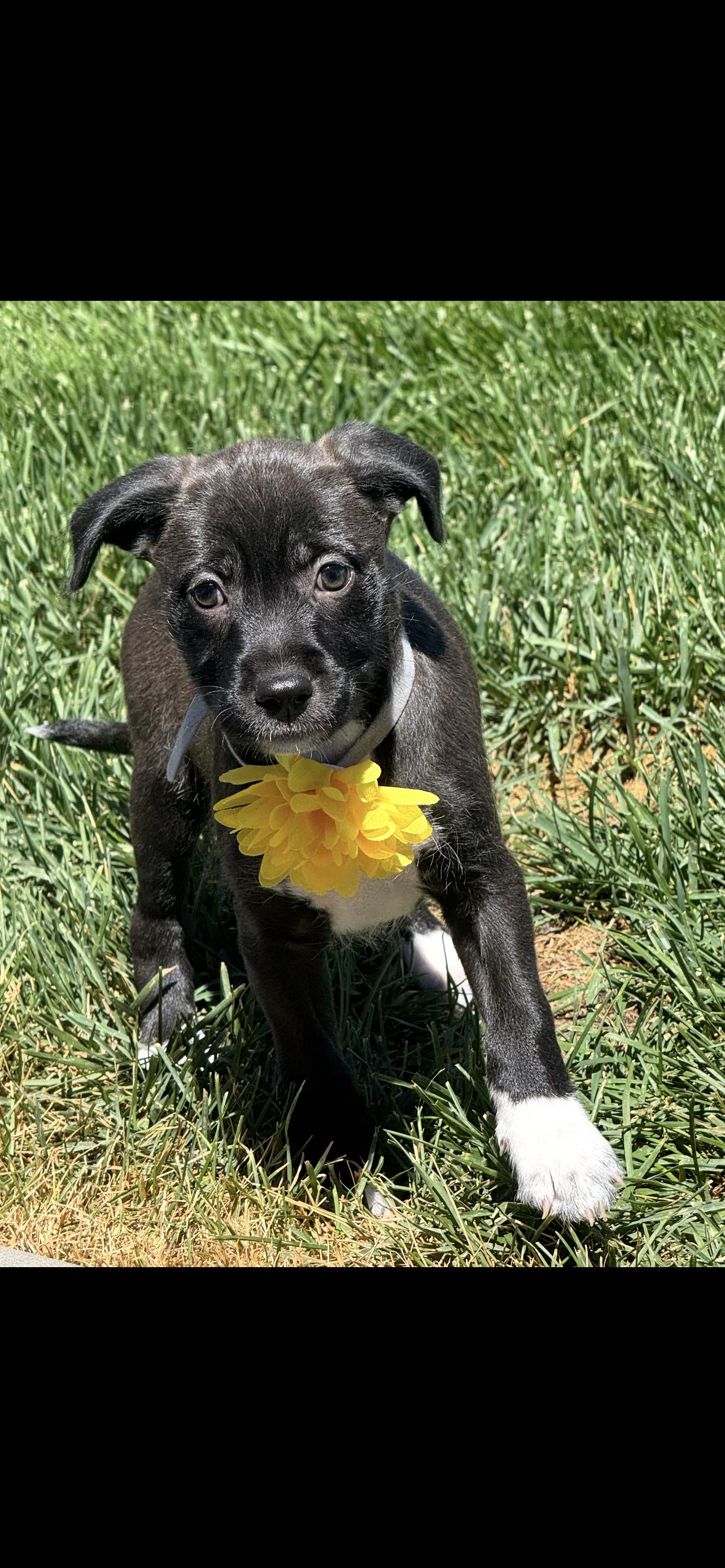 Pandora, a Adoptable mixed breed in Windsor, CO image 5/6