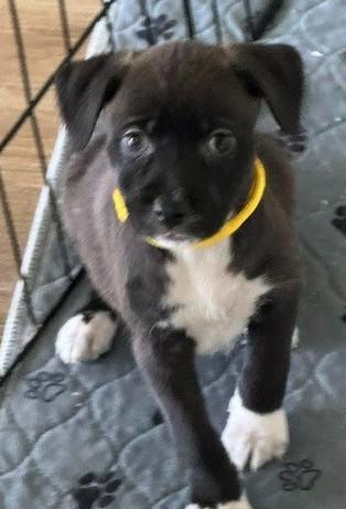 Pandora, a Adoptable mixed breed in Windsor, CO image 6/6