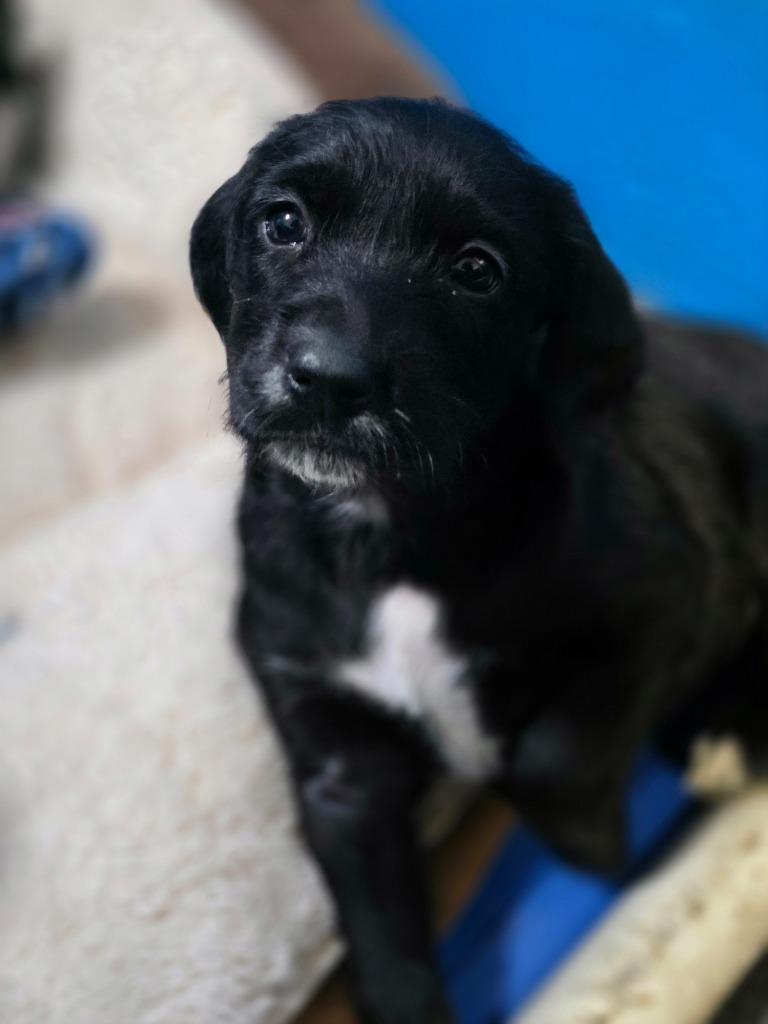 Enlarge Keeva, a Adoptable mixed breed in Gold Beach, OR image 1/1